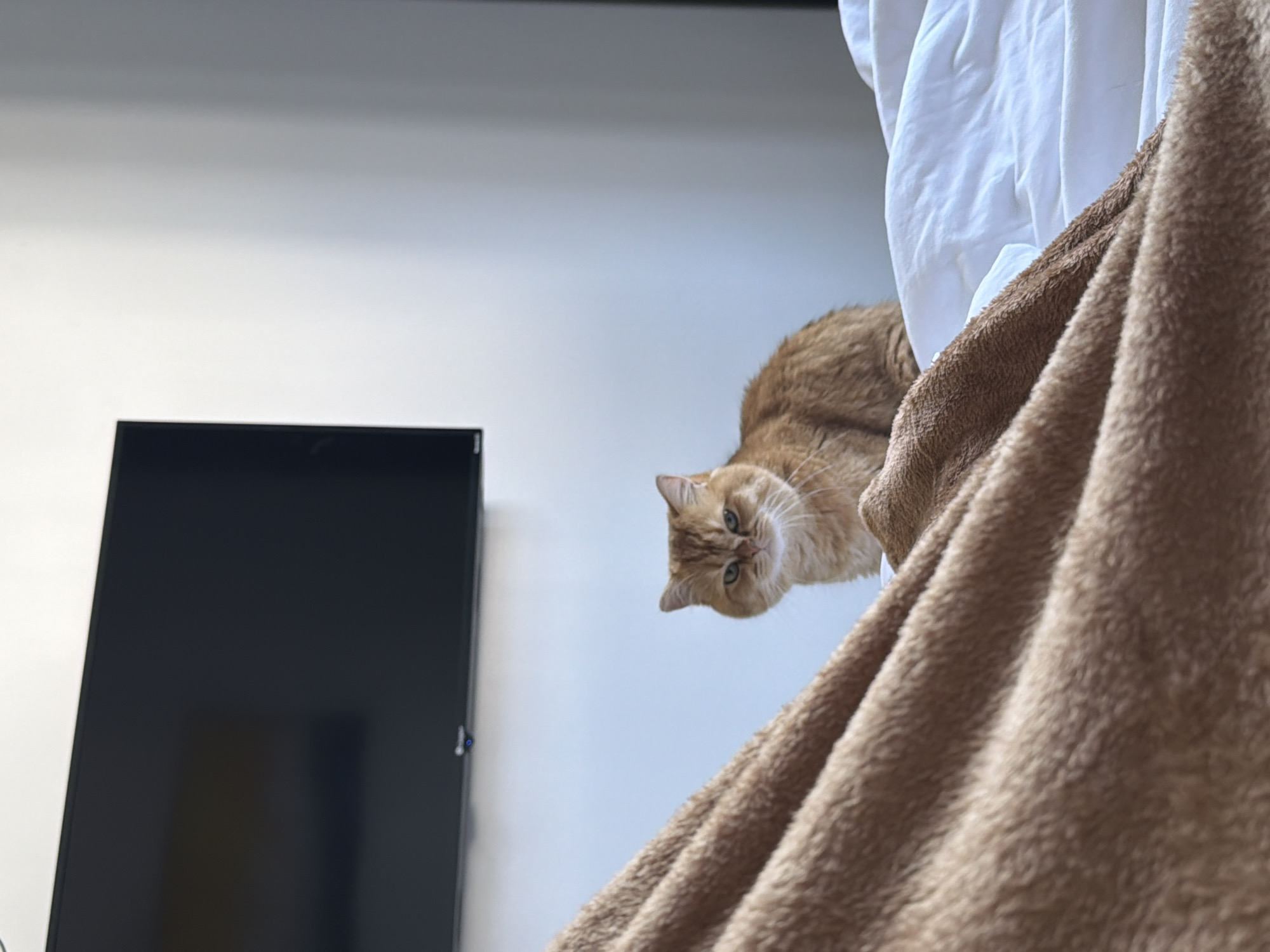 Orange cat captured in bedroom moments in Đà Nẵng