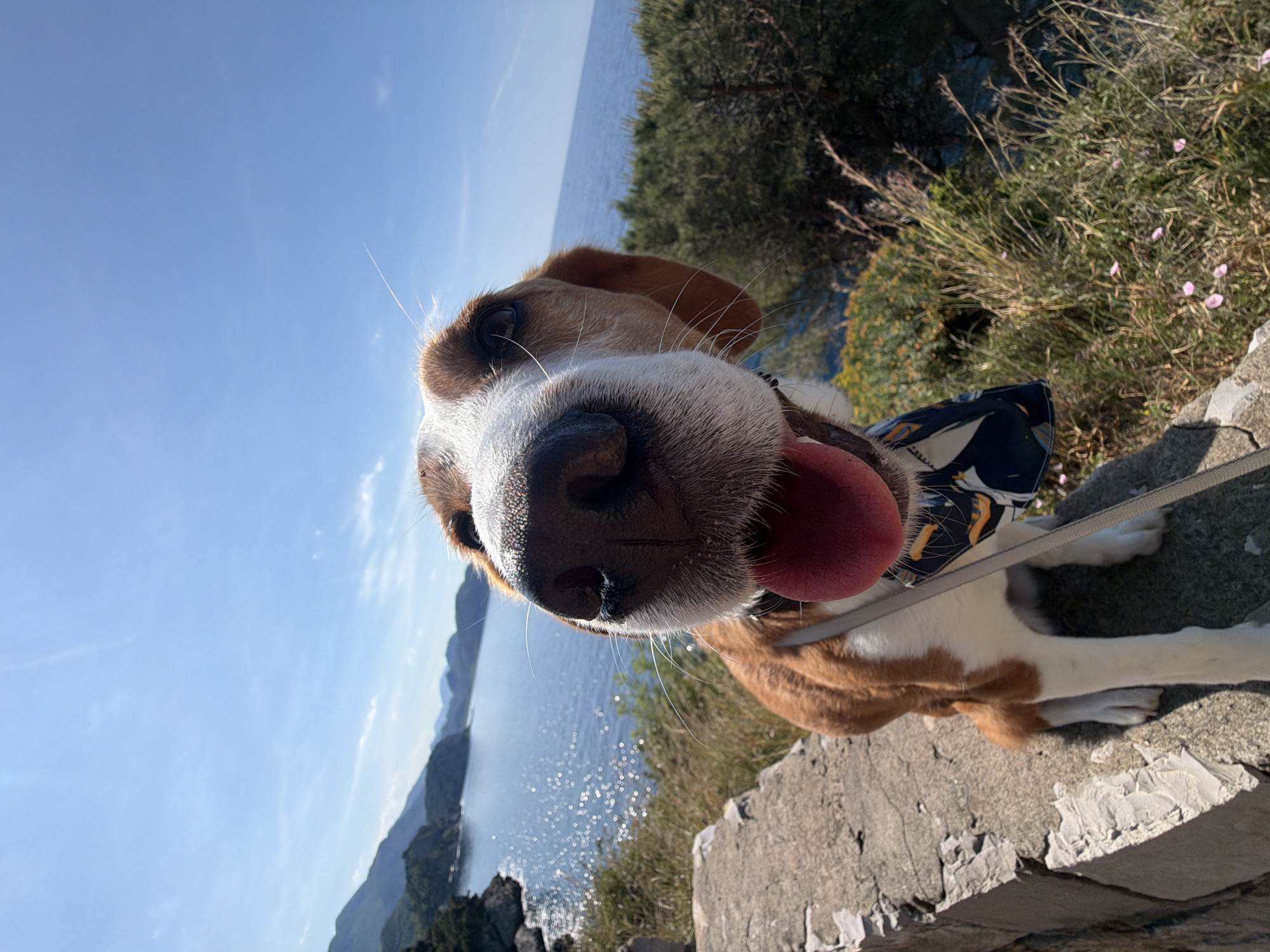 Dog portrait captured against Montenegro coastal scenery