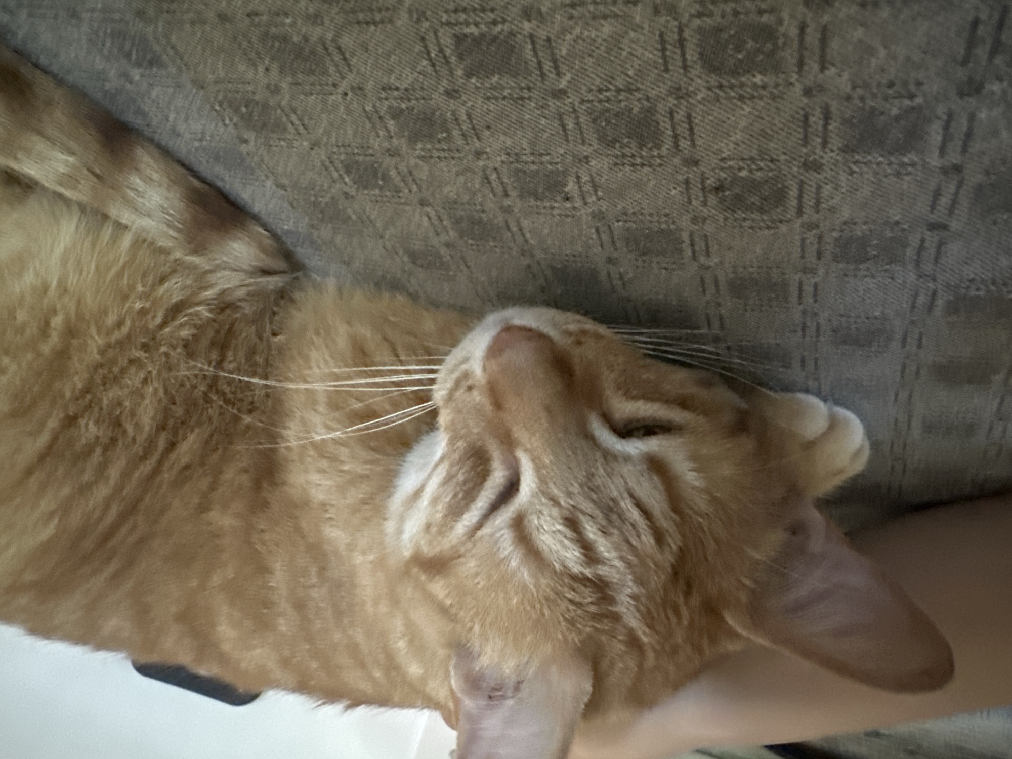 Orange tabby cat rests peacefully on furniture in Puebla