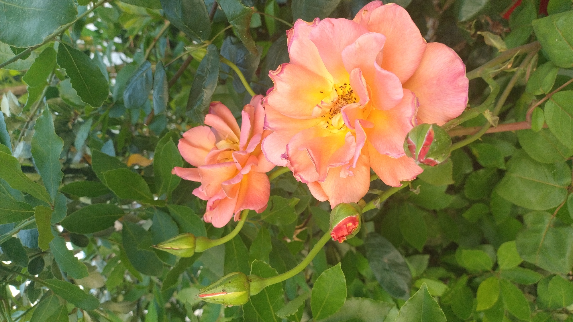 Woman photographs garden roses and plants in Perea Greece