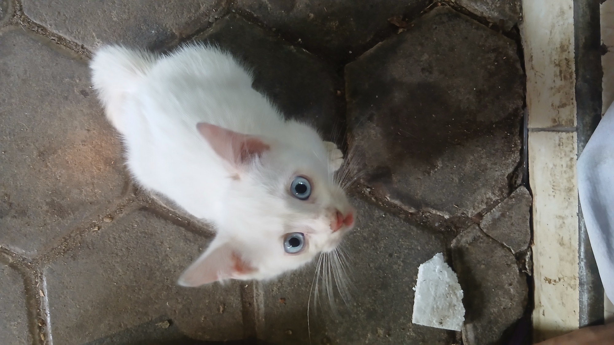 Kittens and daily life captured in Indonesian residential setting