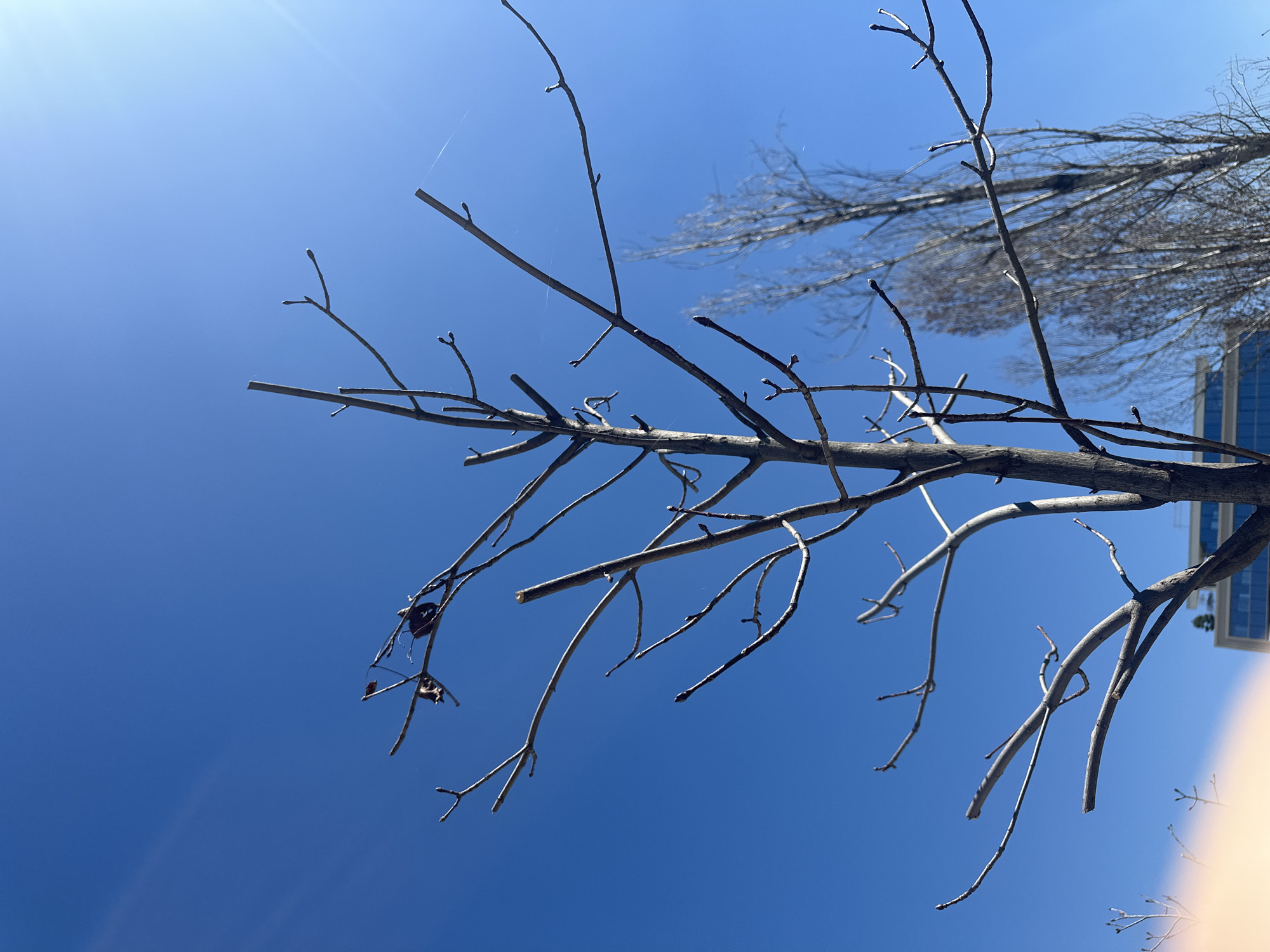 Spring day documented across Sofia: blooming trees, dog walks, remote work