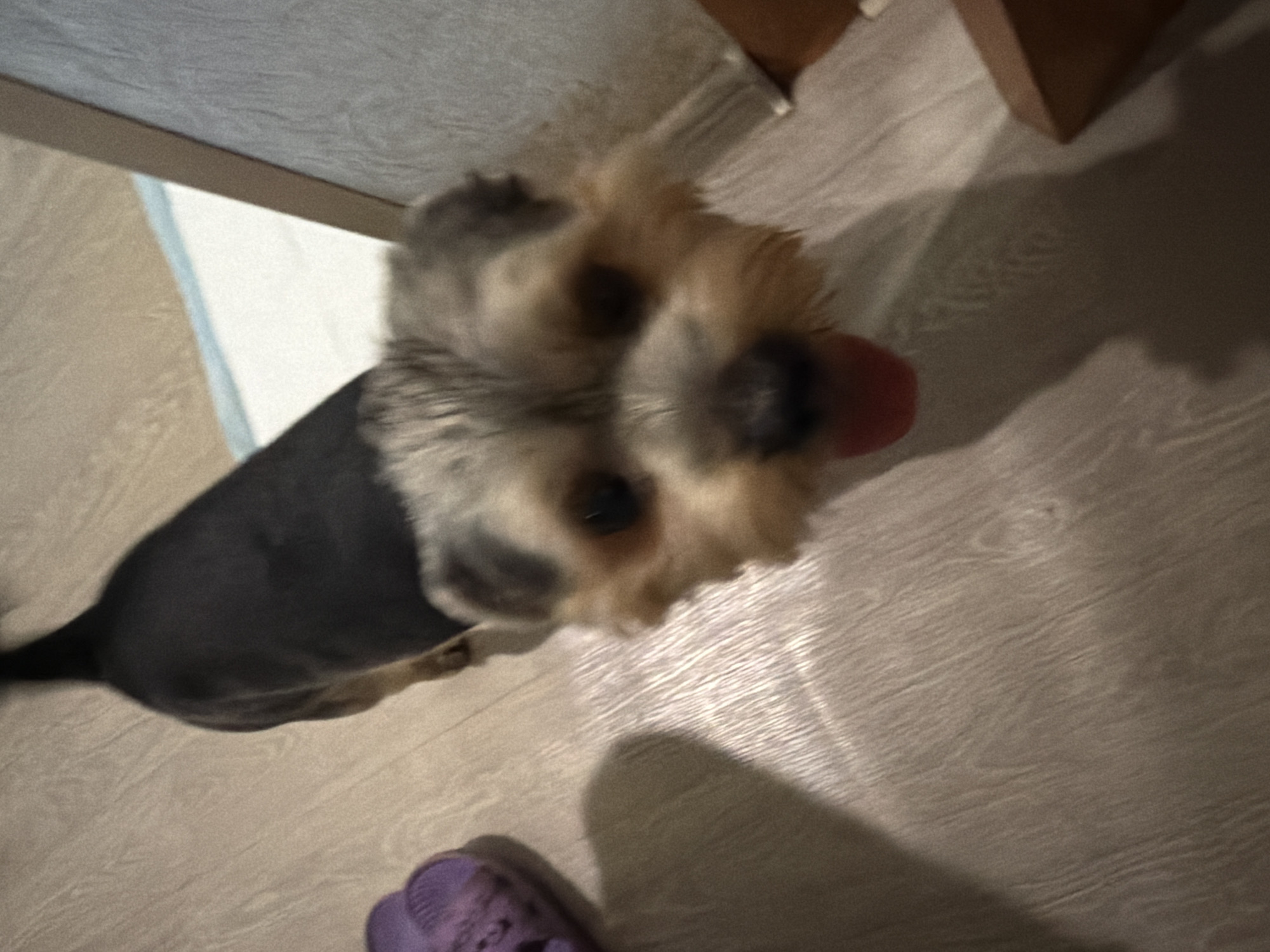 Quiet afternoon at home in Tambov, pets and personal moments