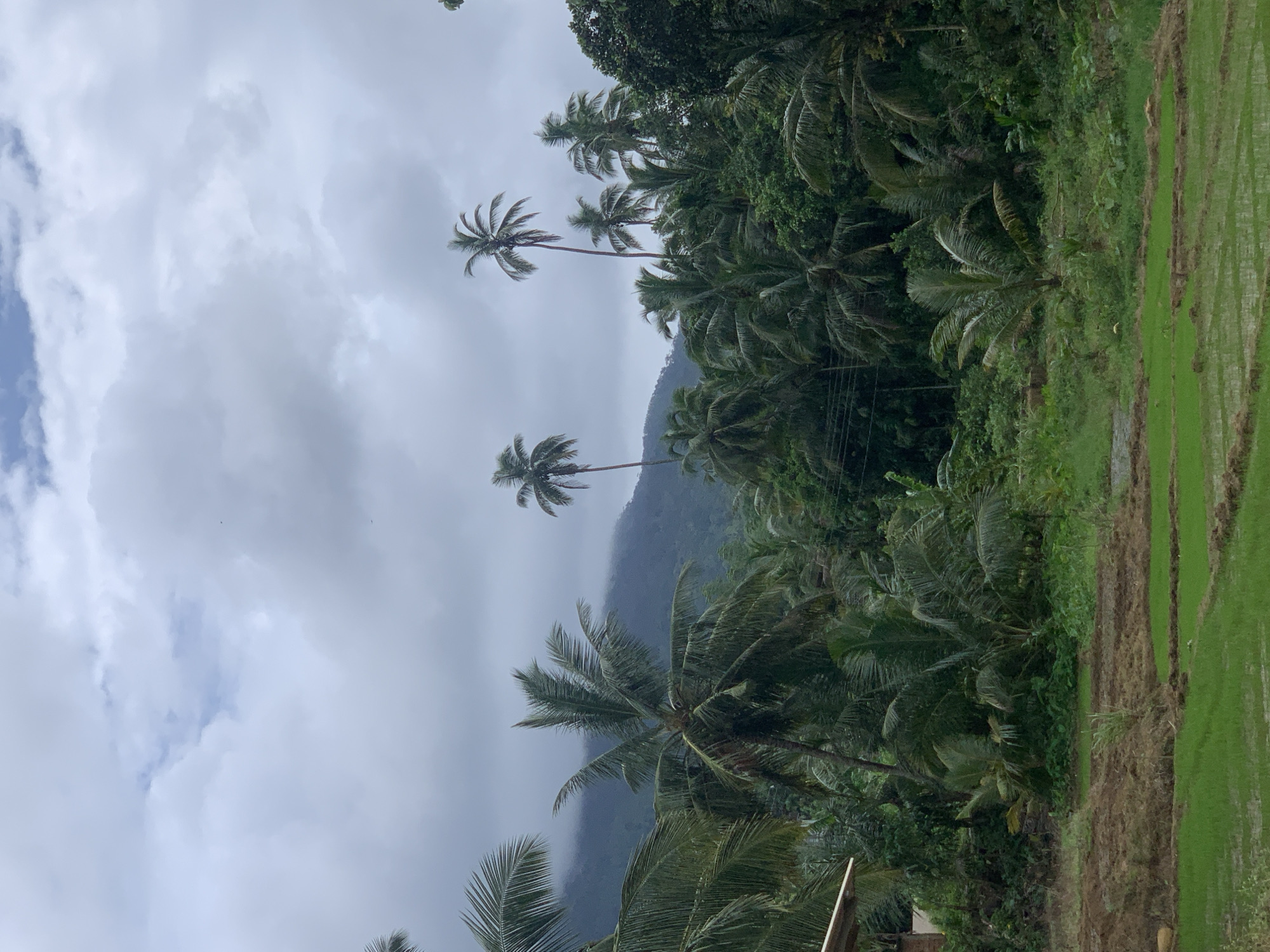 Rural Pathegama landscape documented showing palms, rice terraces, mountains