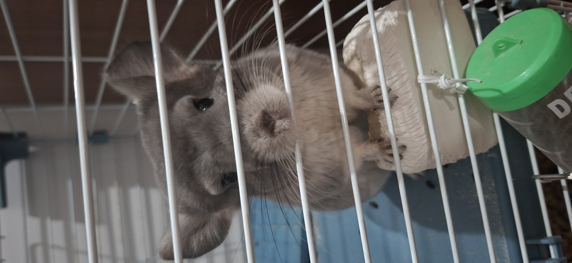 Person documents recovery day with pet chinchilla in Almaty
