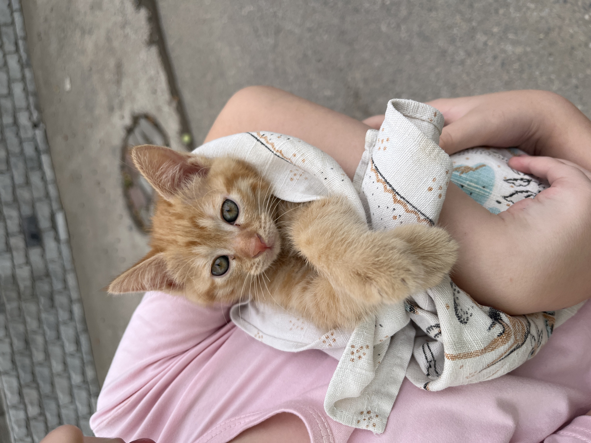 Rain-soaked garden photography session with kitten in Shymkent