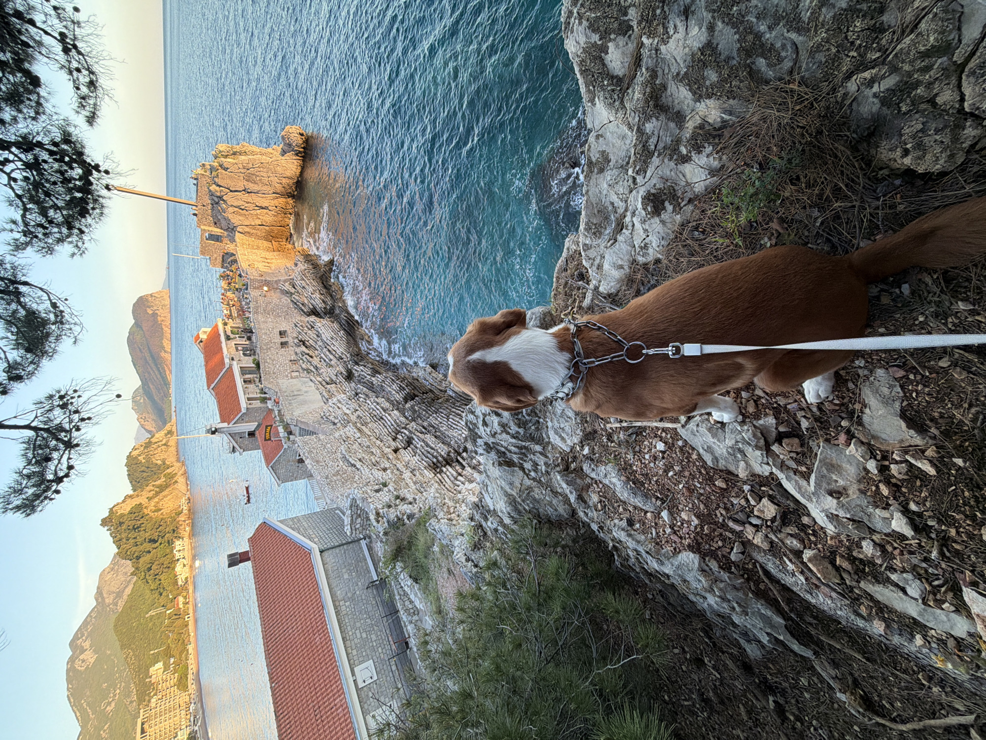 Dog explores coastal cliffs in Petrovac, Montenegro