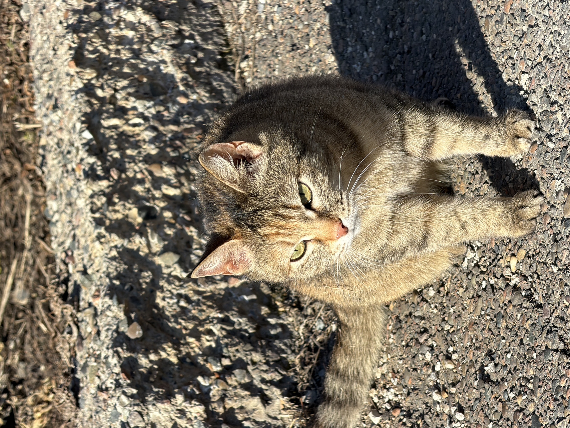 Tabby cat spotted resting on gravel road in Таскино