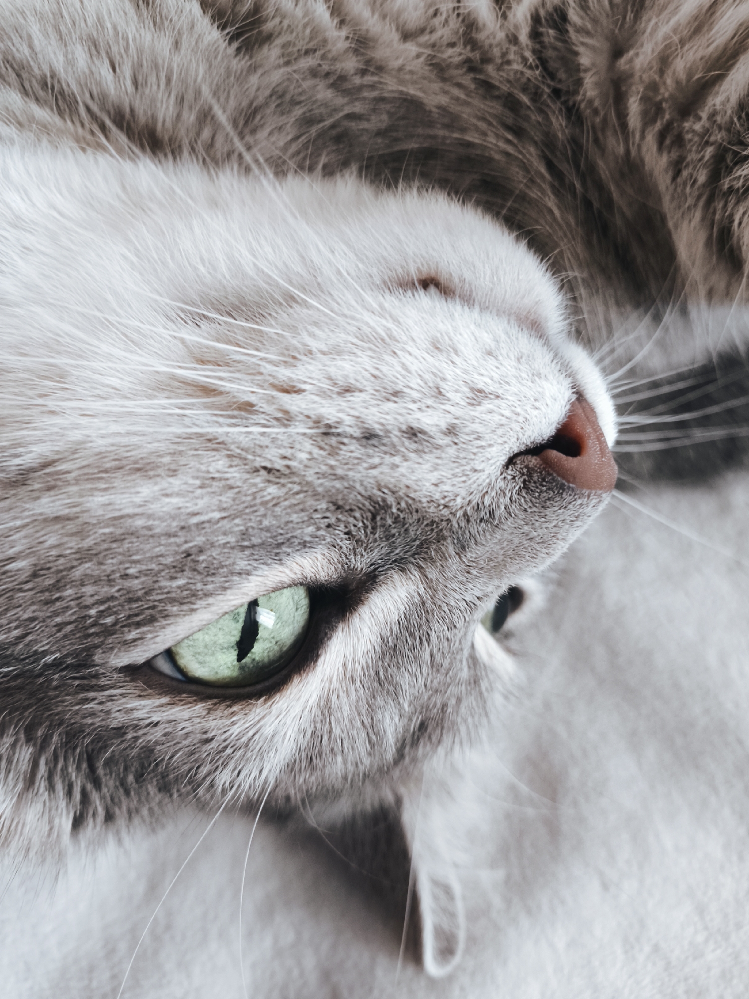 Gray tabby cat naps, yawns, and poses through a lazy afternoon