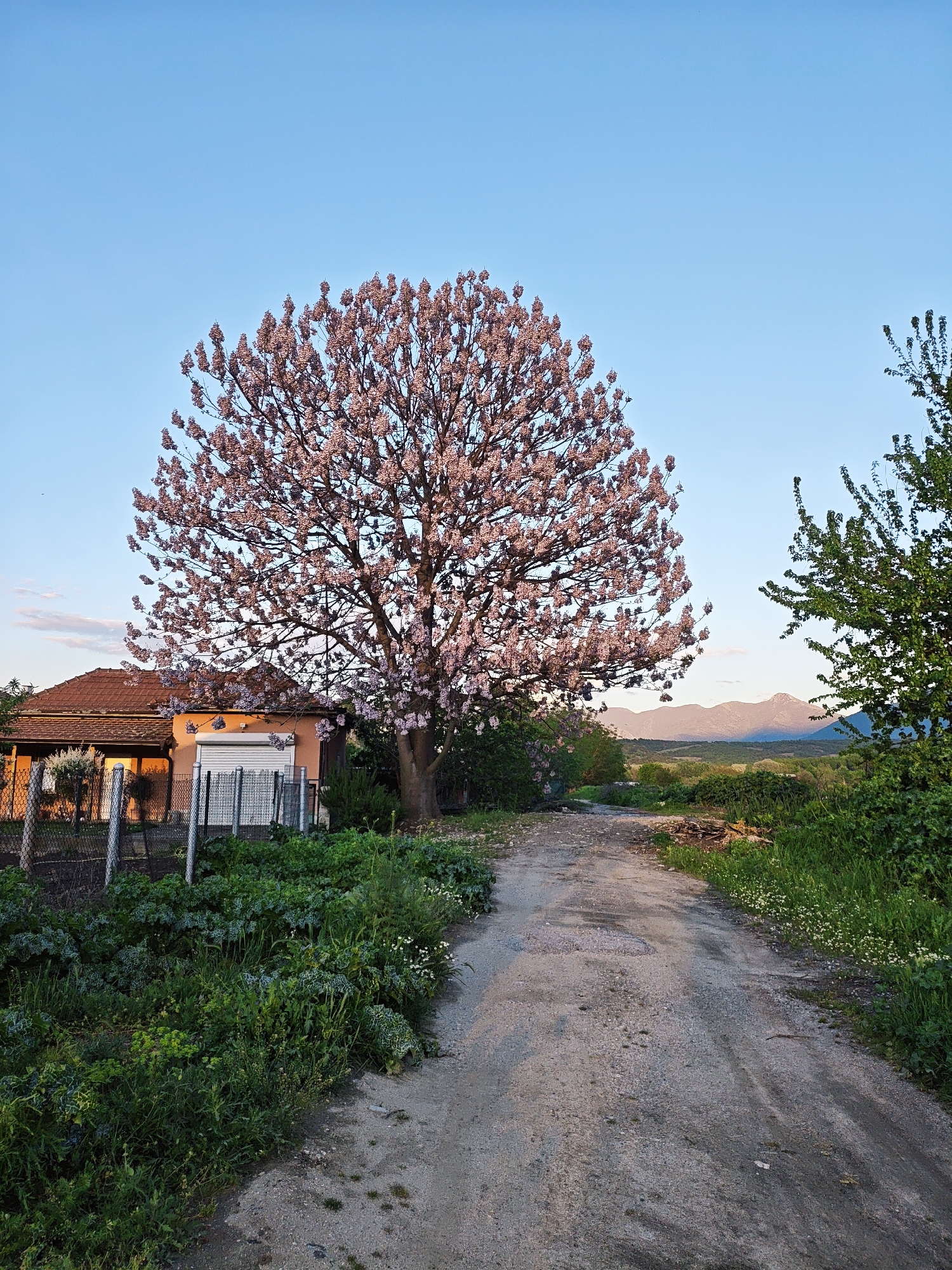 Witness Documents Blooming Paulownia Tree in Rural Setting