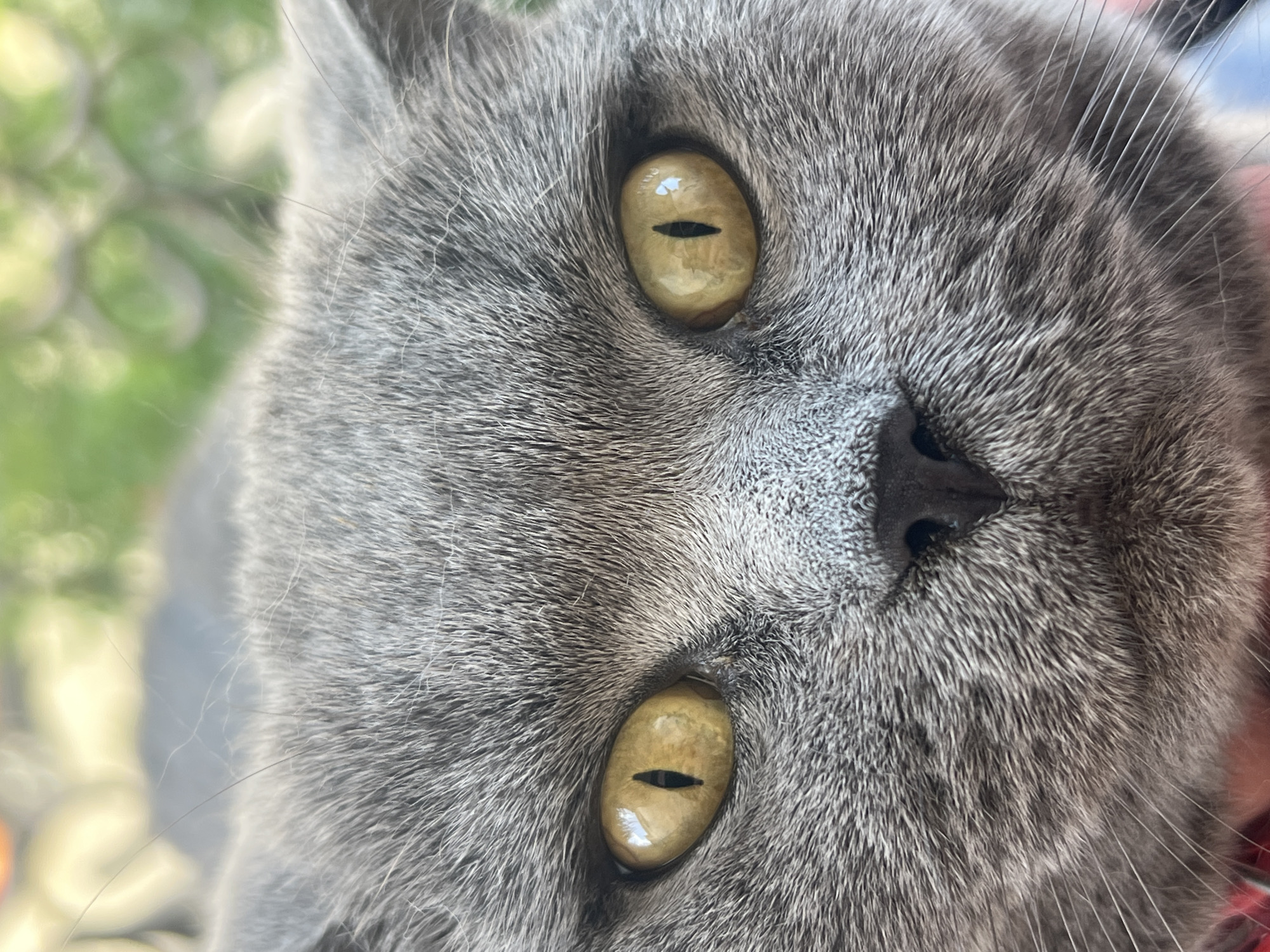 British Shorthair getting groomed on a patio table in Sochi
