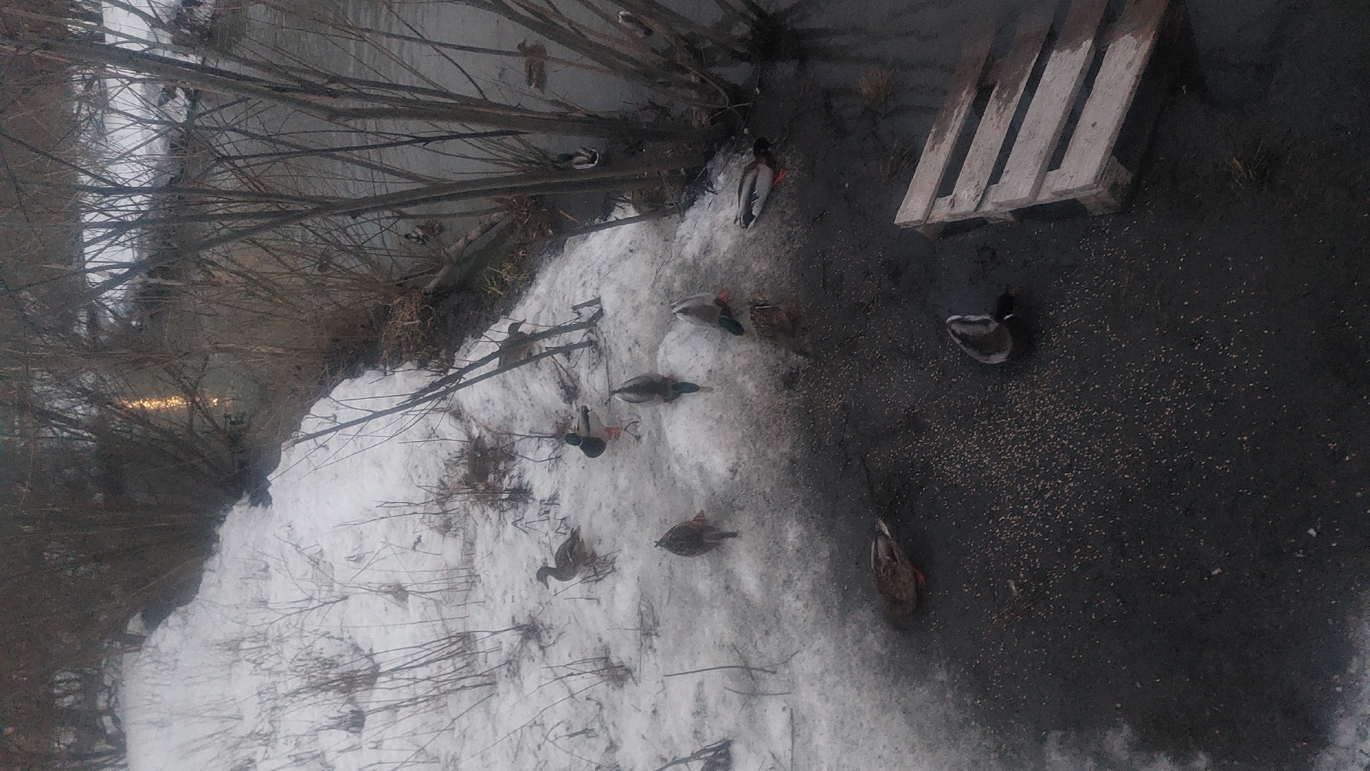 Ducks navigate winter waterways in snowy Novosibirsk