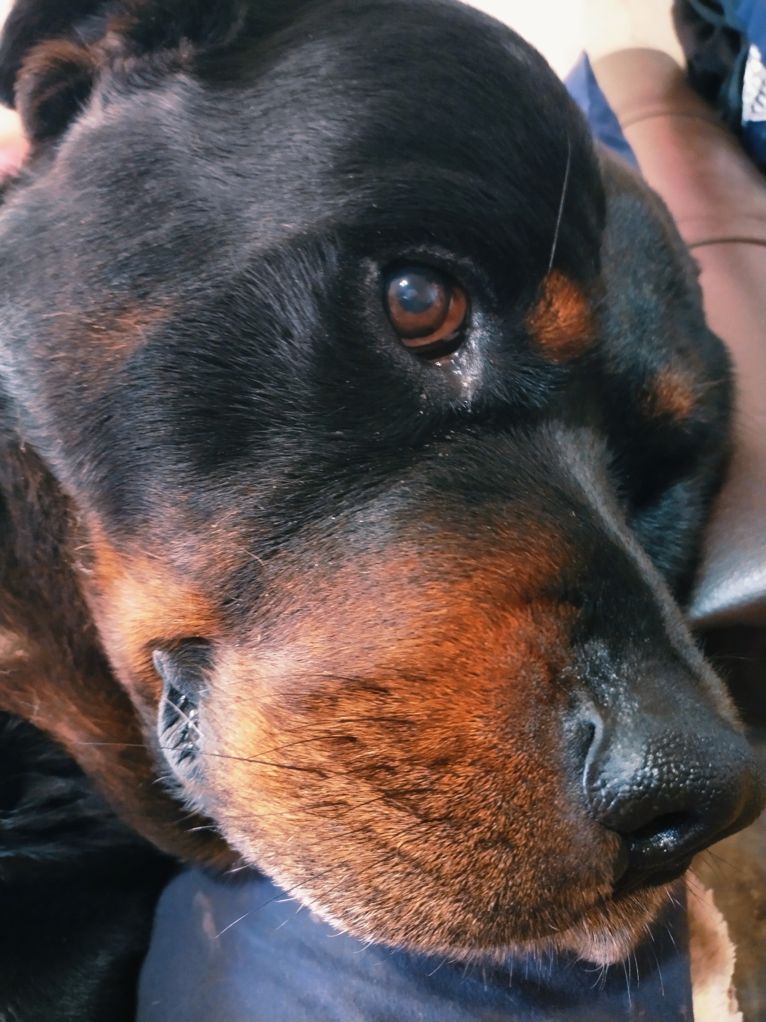 Rottweiler lounging on cushions, shot in close-up detail