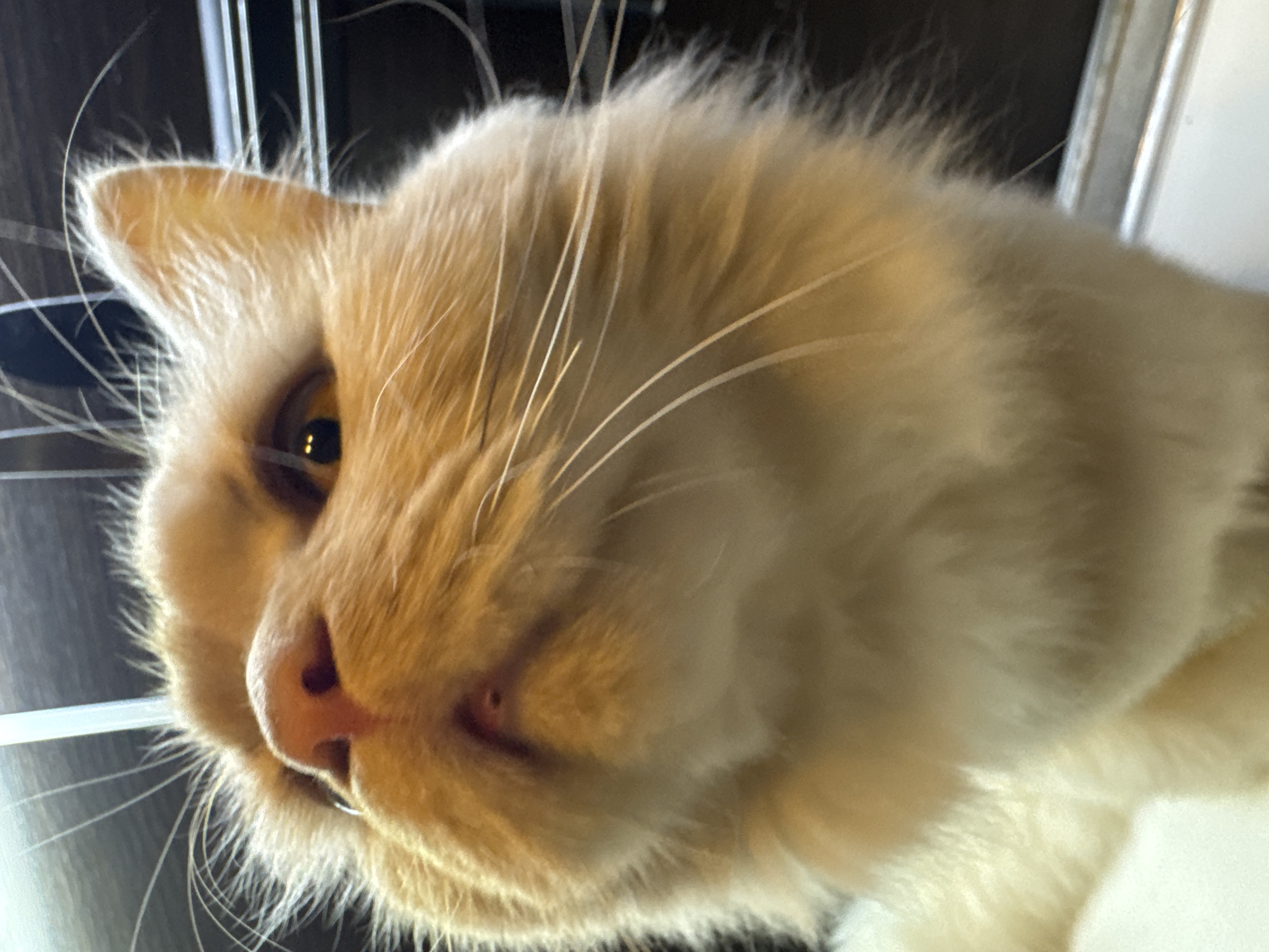 Orange tabby cat photographed close-up in Burgas, Bulgaria