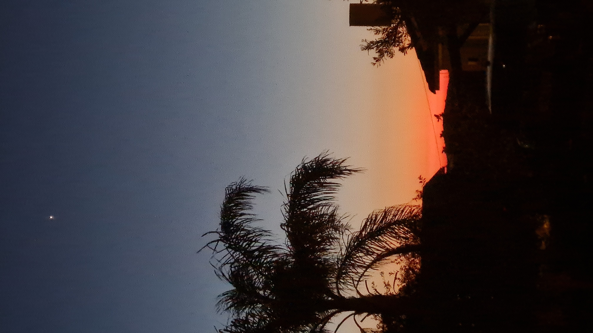 Sunset scene with palm tree silhouette captured in Lachish