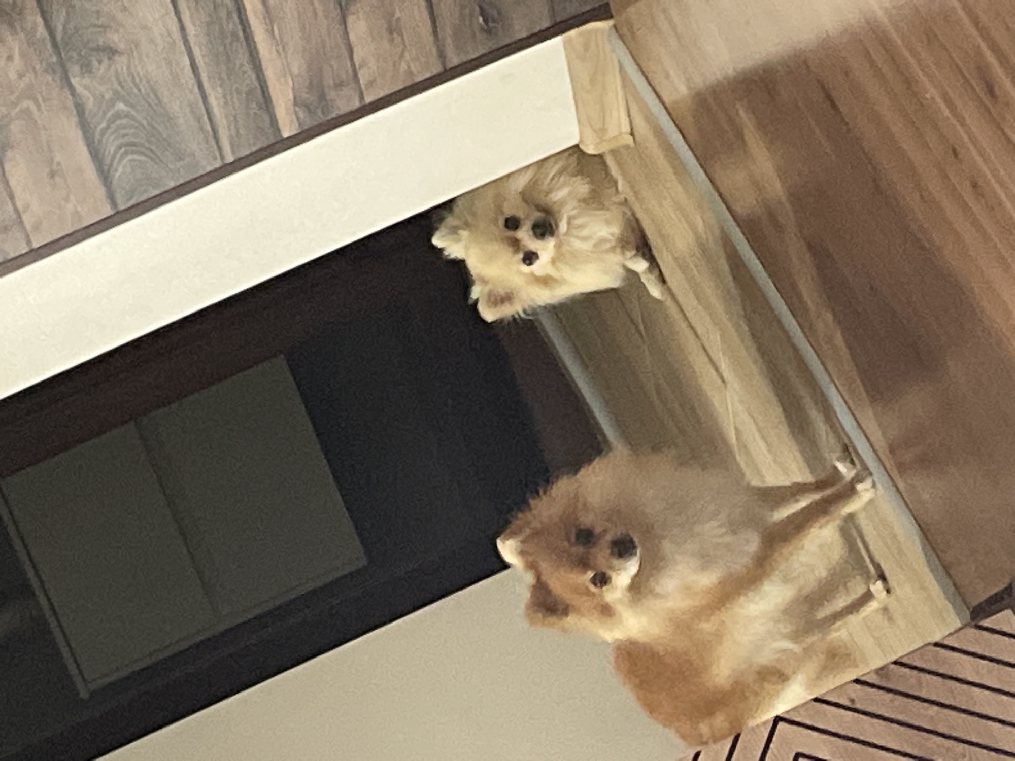 Man poses for selfie with Pomeranian dog in Bulgaria