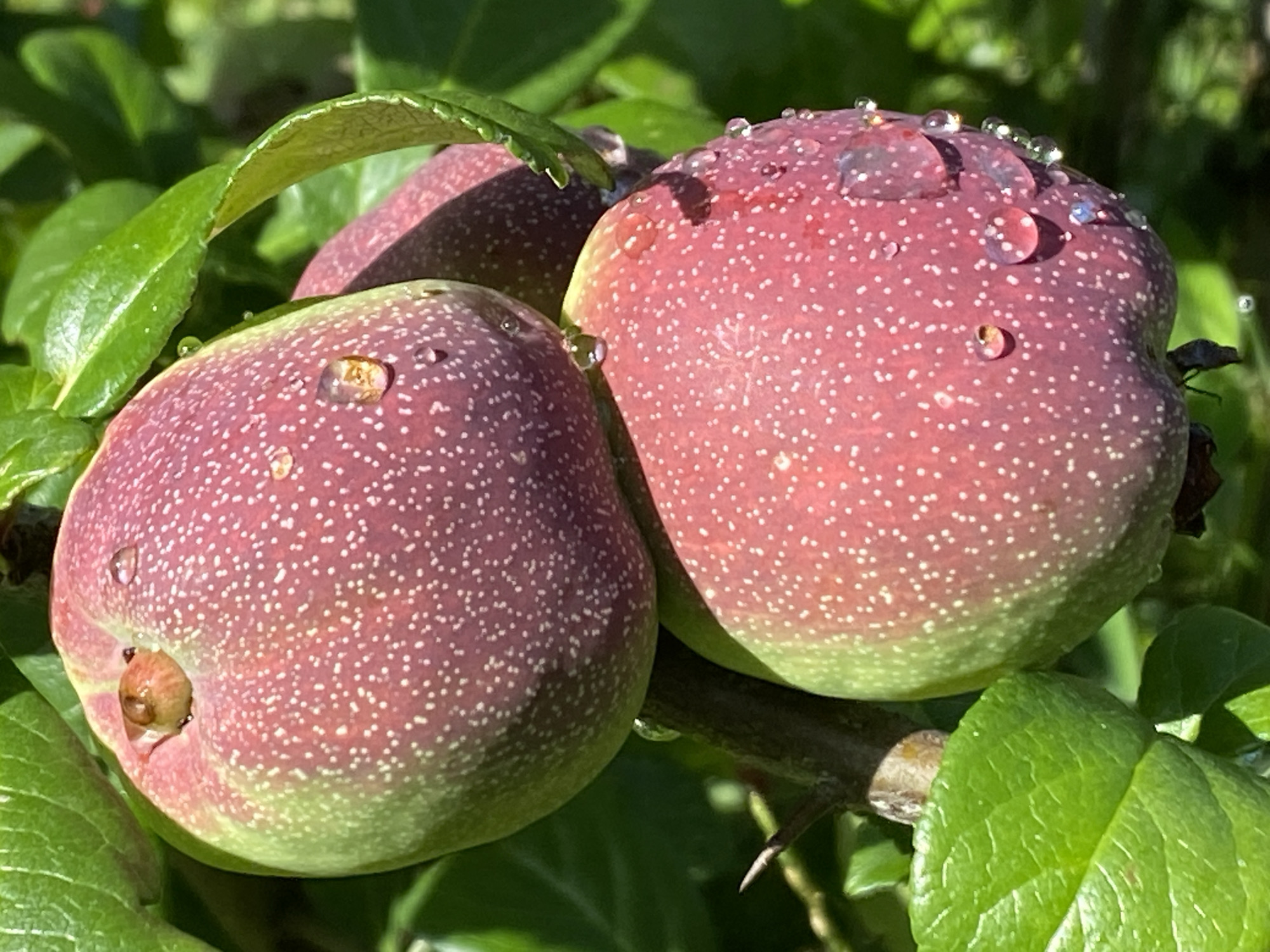 Dewy grass and ripe fruit in a Purkersdorf garden