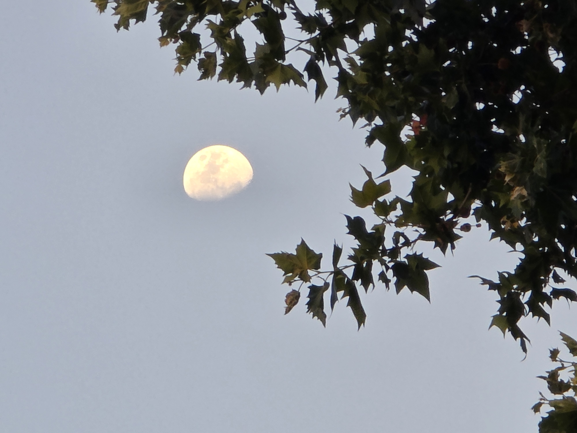 Waxing gibbous moon through tree branches, Montrouge evening