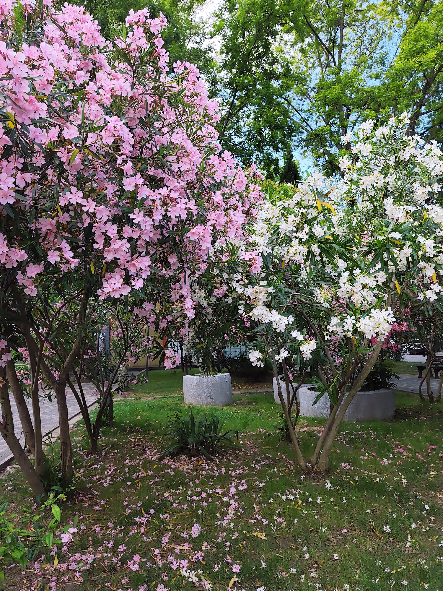 Oleander and magnolia in bloom across Sochi parks