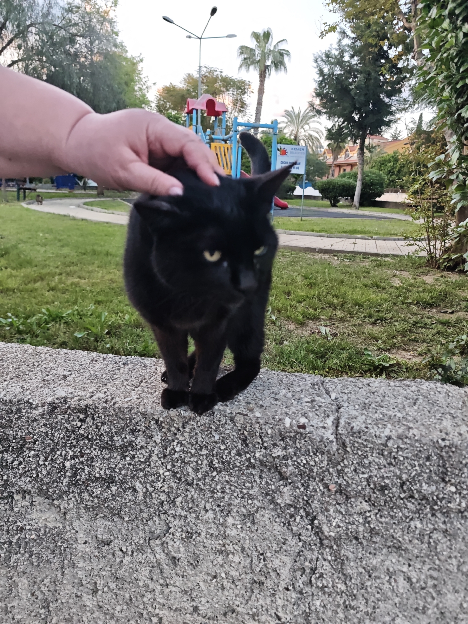 Three cats spotted in Kemer park area