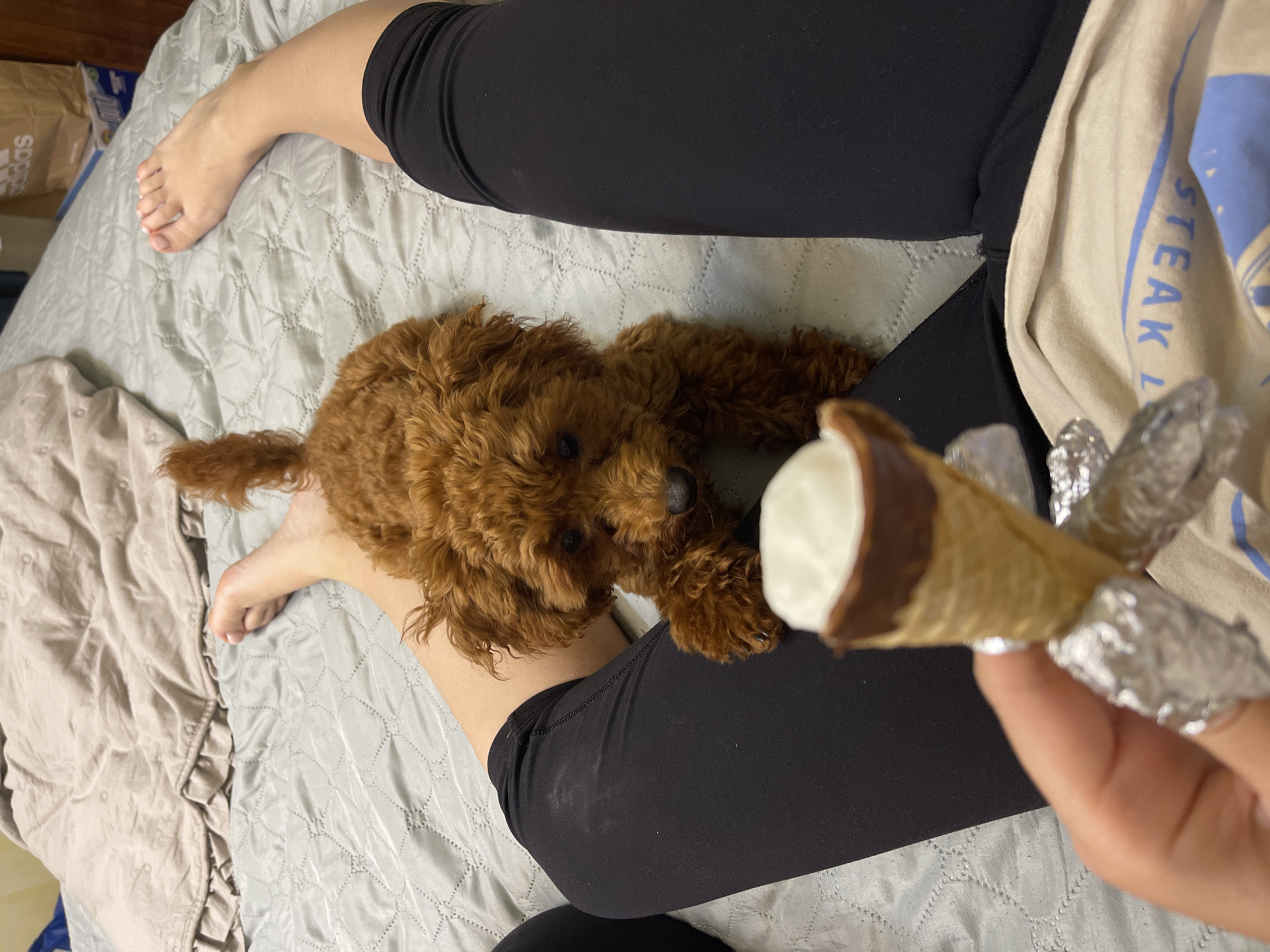 Brown poodle puppy naps on bed in Sofia afternoon