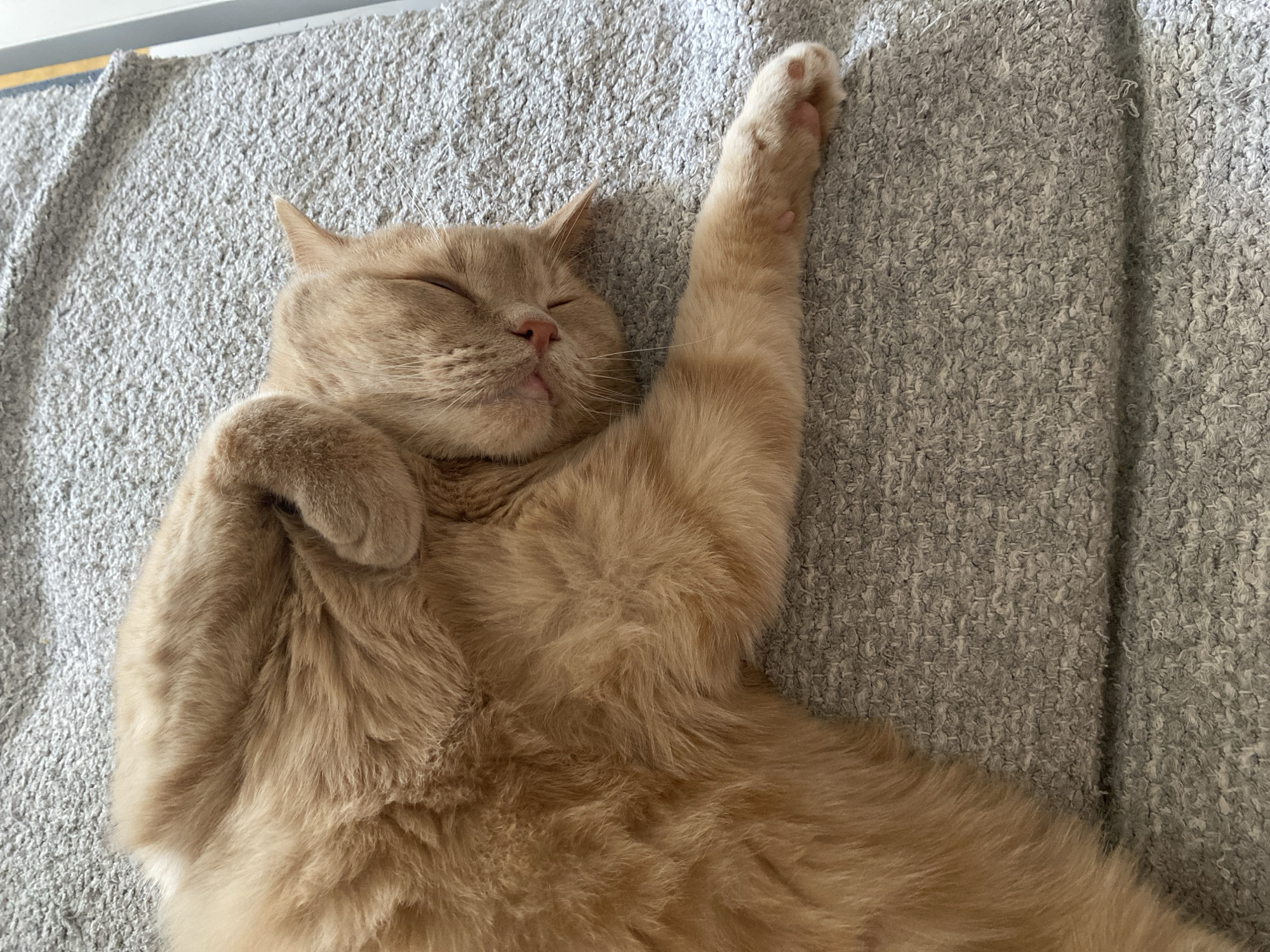 Orange cat naps on grey surface in Novi Sad