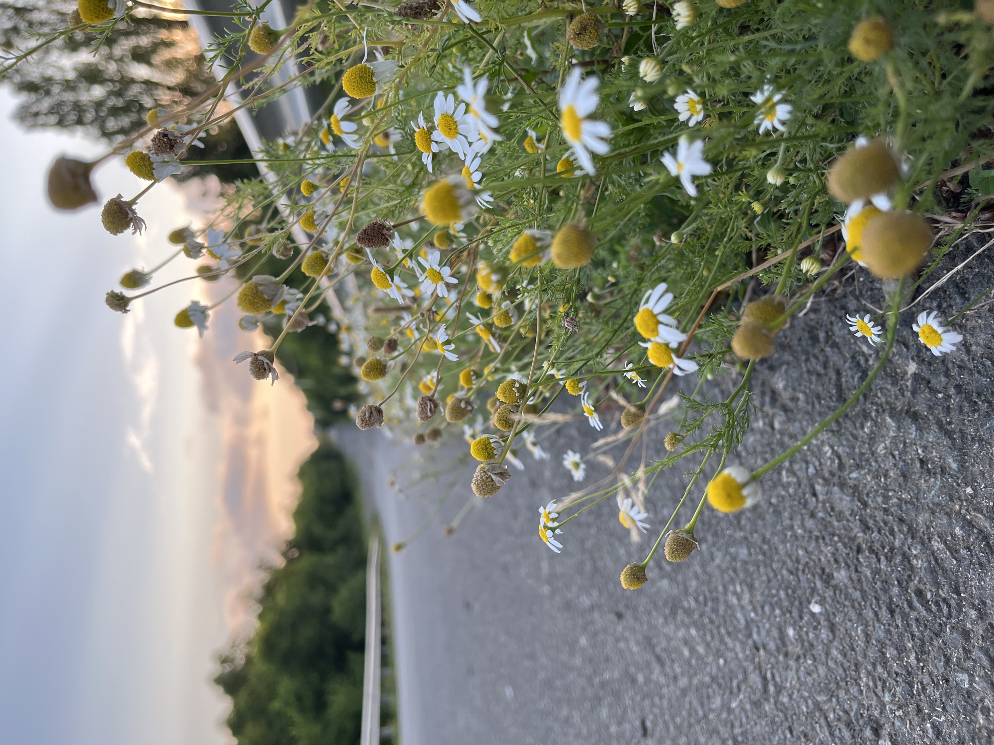Roadside wildflowers and forest paths at sunset in Ureki