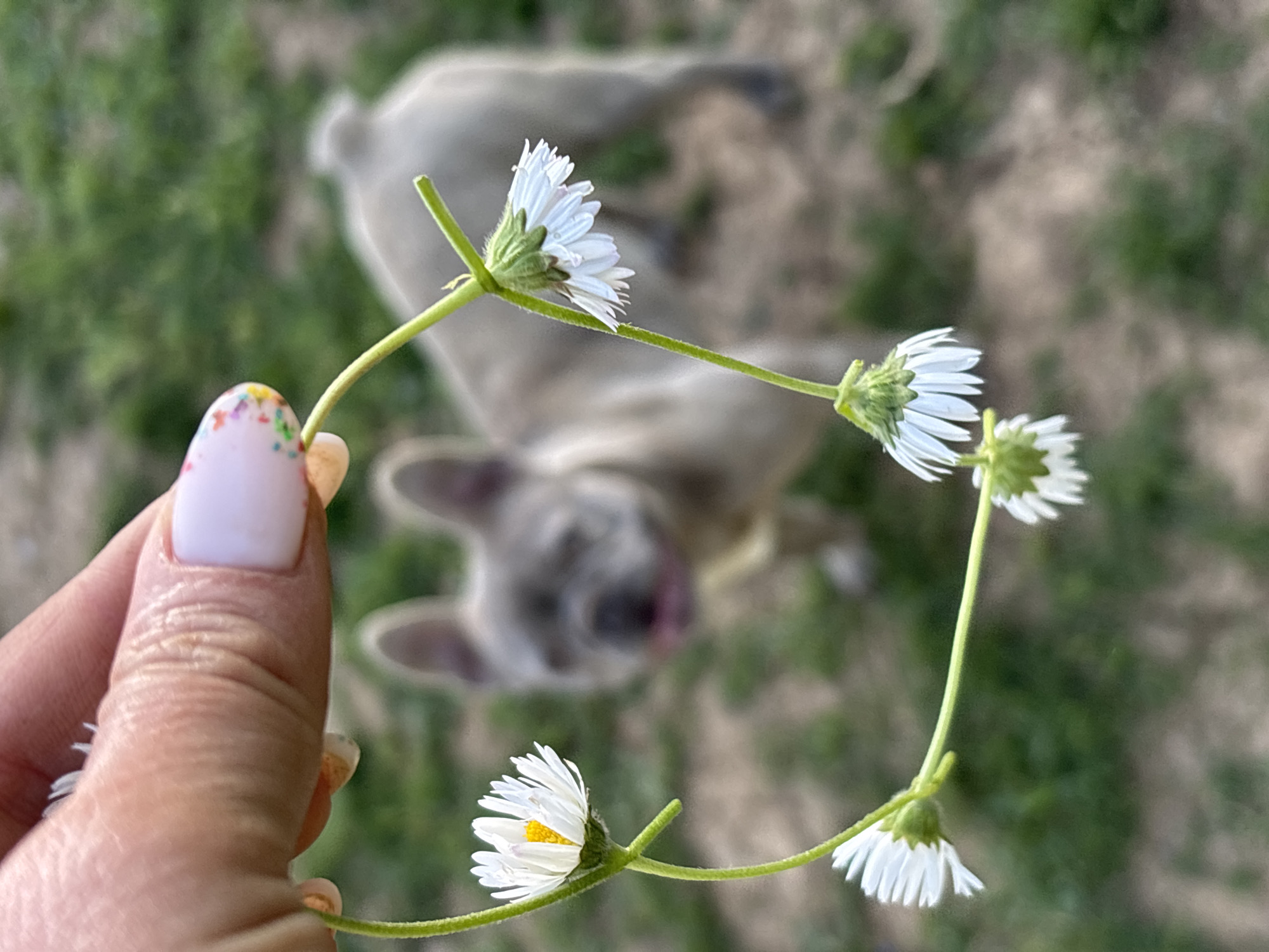 Hand holds daisy chain in Bulgarian town