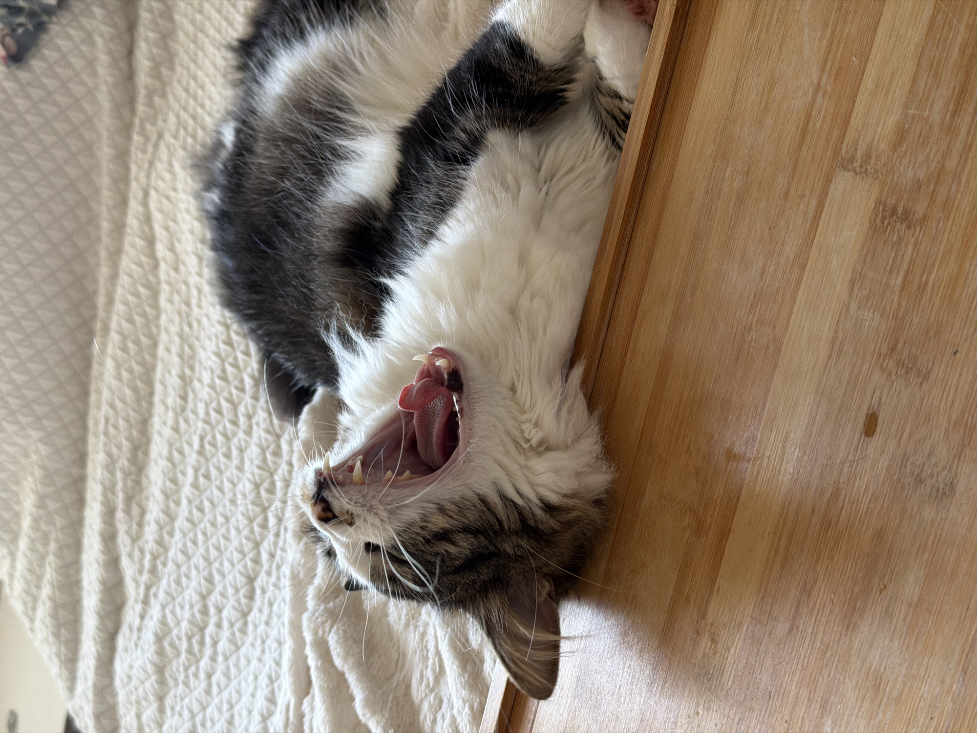 Cat rests and receives attention in Bat Yam home