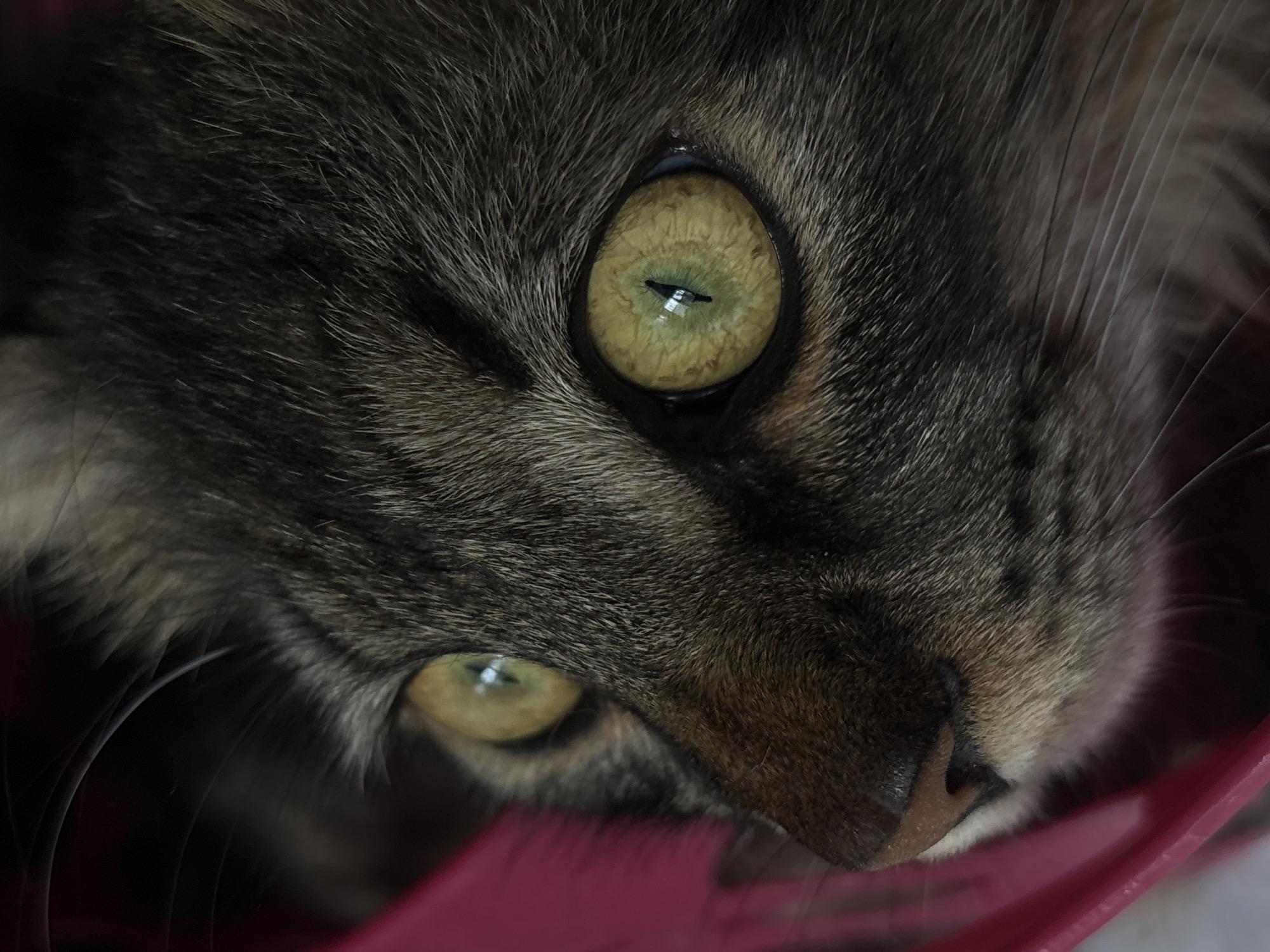 Sofia photographer documents macro session with cats, flowers, equipment