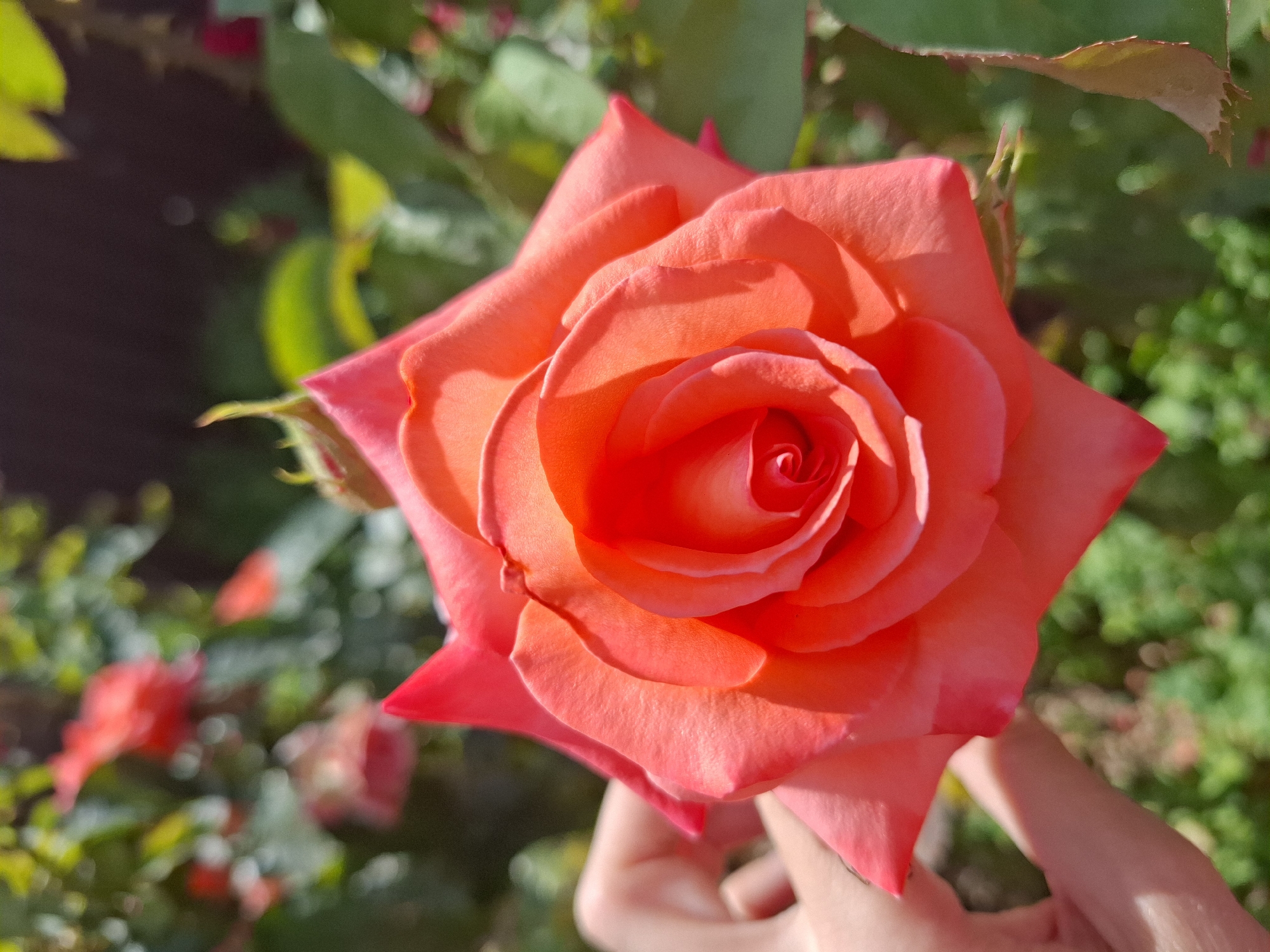 Roses, lavender, tomatoes, and a cat in a Korenovsk garden