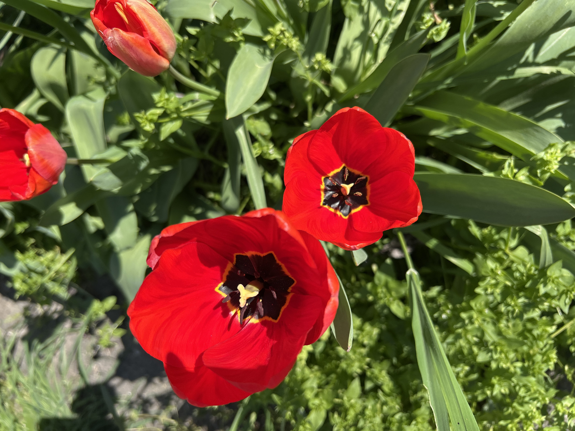 Spring tulips bloom, Easter preparations observed in Plovdiv