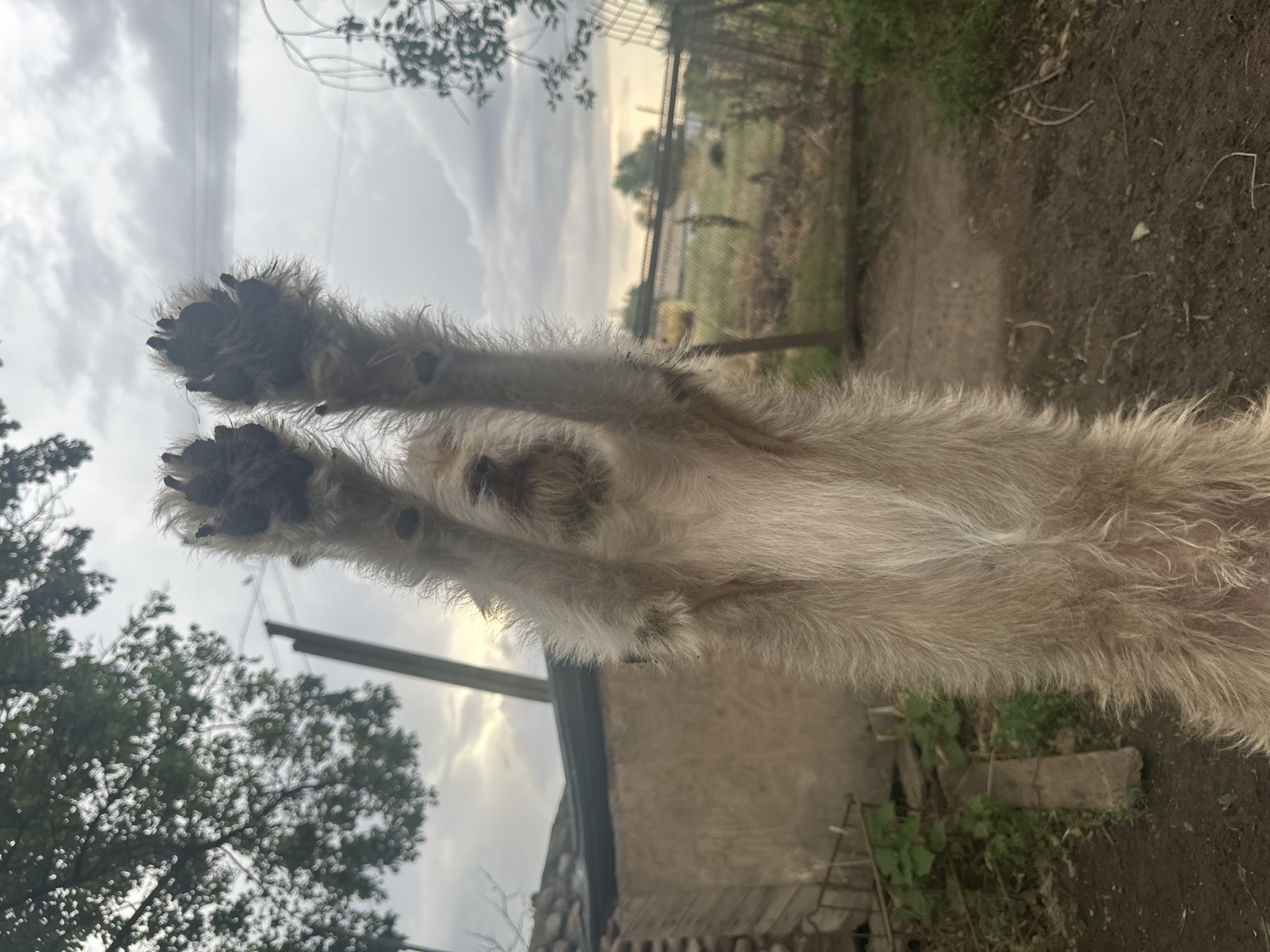 Overcast summer afternoon in a Kazakh village, dogs, cats, and backyard fruit