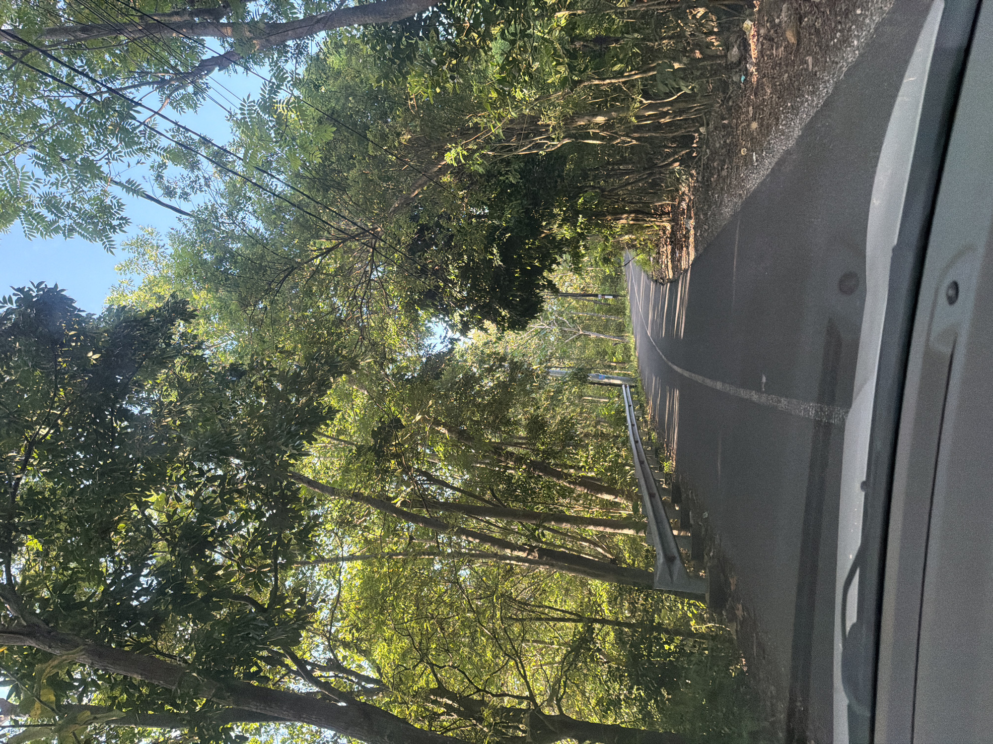 Vehicle travels tree-lined rural road in Ungasan, Indonesia
