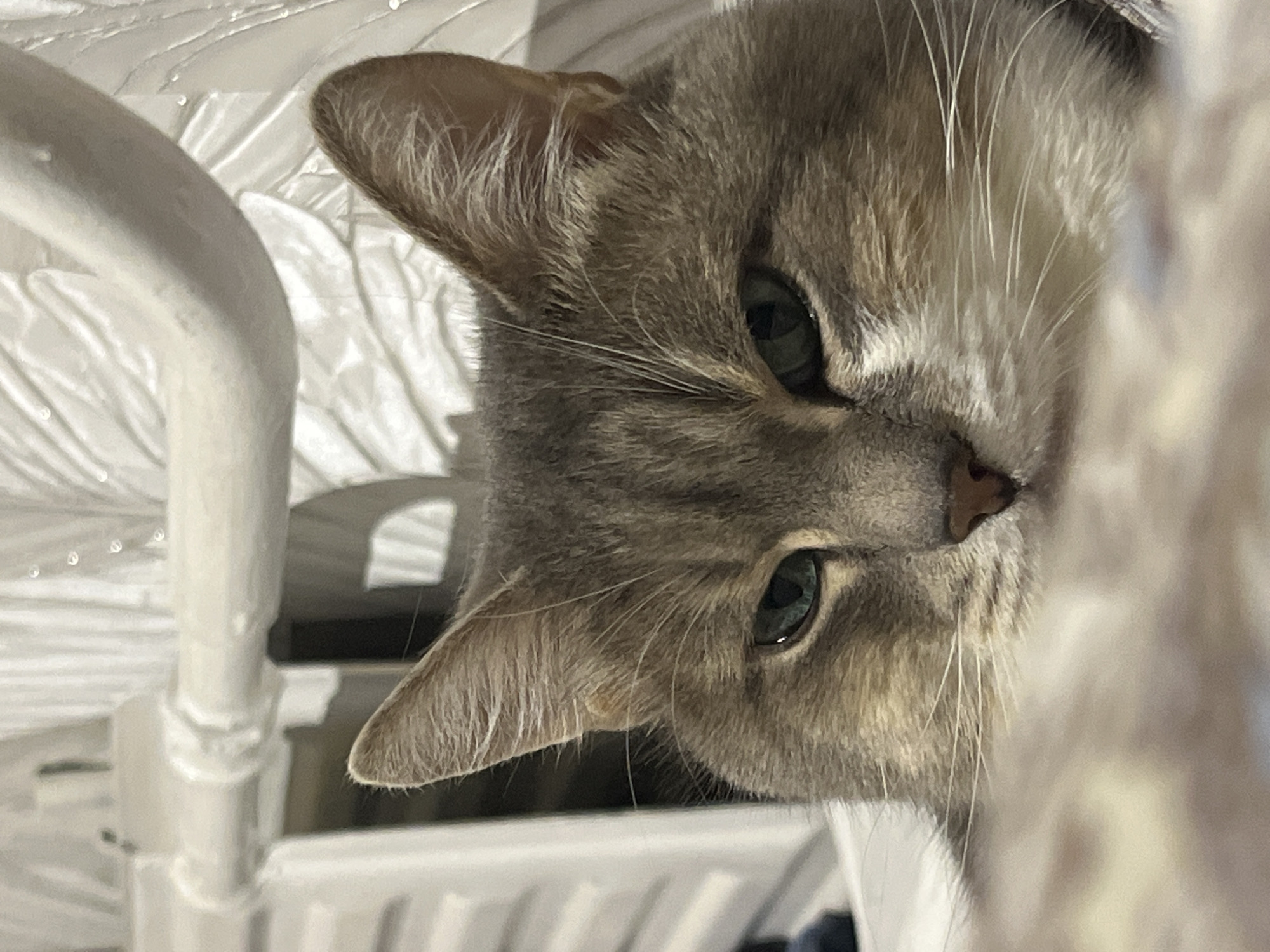 Grey tabby cat photographed in Neftekamsk, Russia