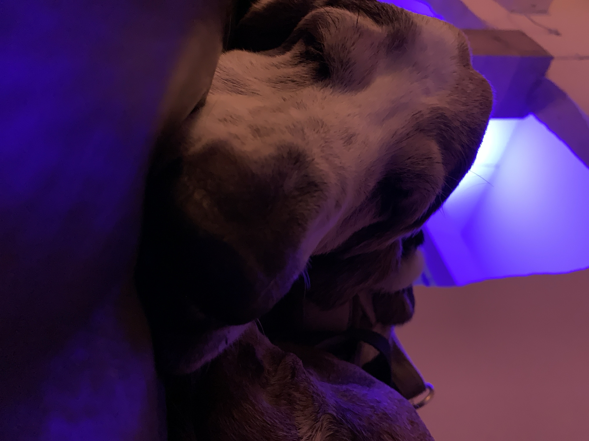 Dog photographed under colored lighting in Tel Aviv