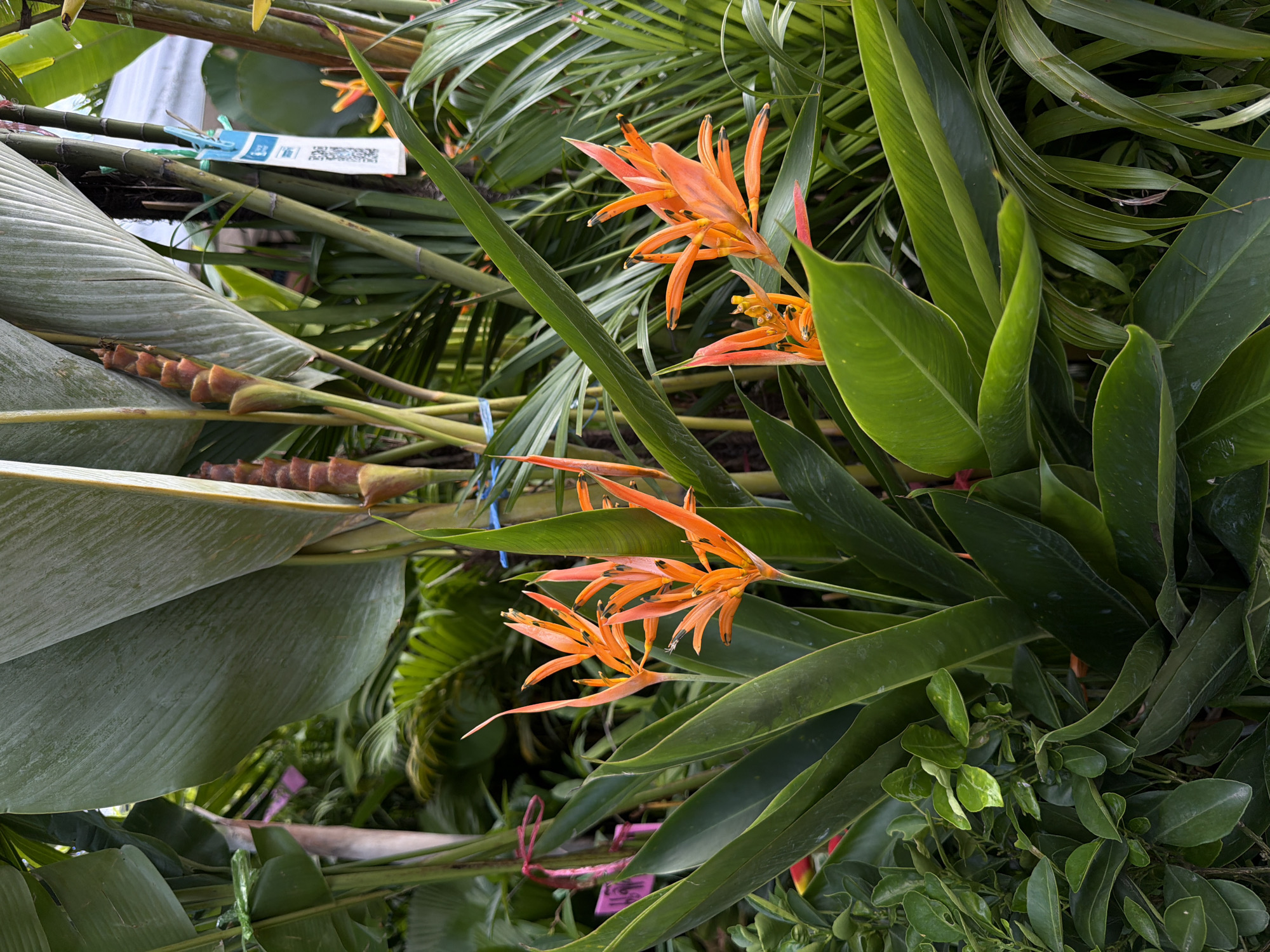 Tropical plants and ceramic pots at a Chiang Mai garden market