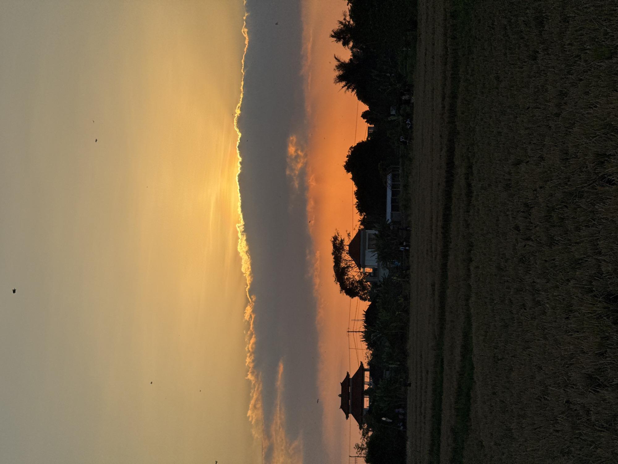 Dusk walk through Denpasar rice paddies at golden hour