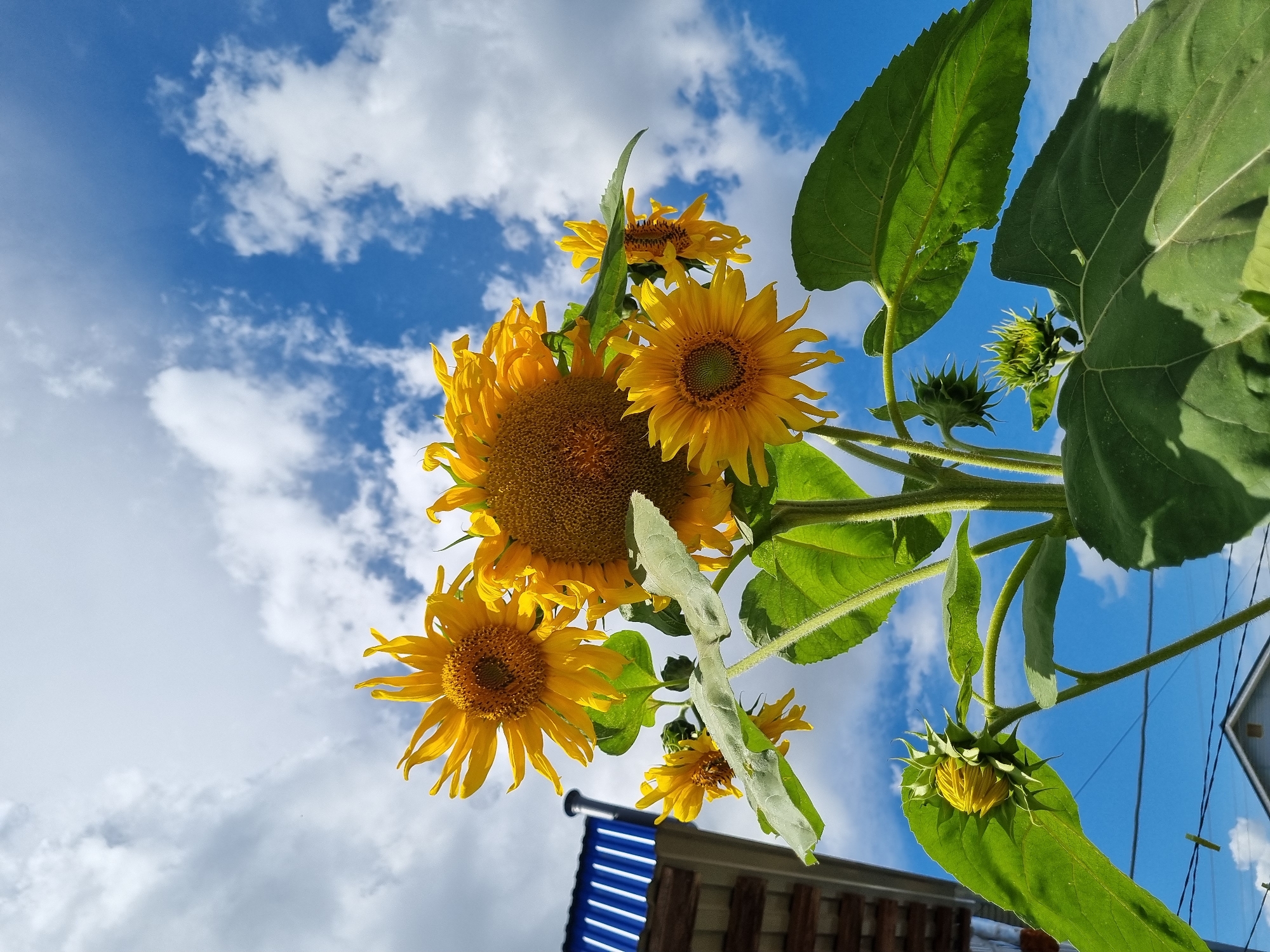 Backyard blooms and berries in a Shymkent garden