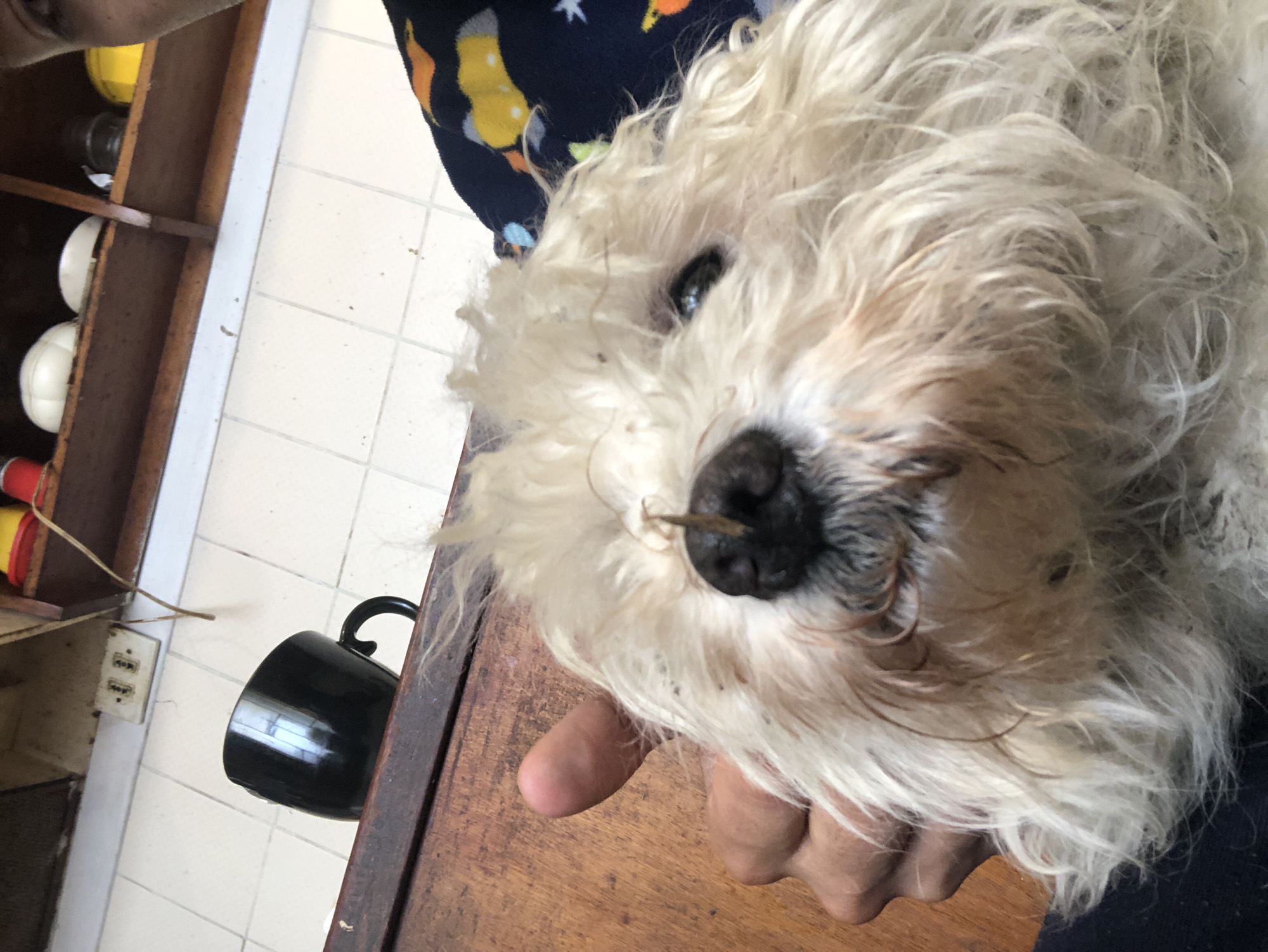 Fluffy terrier mix dog spotted indoors in La Paz