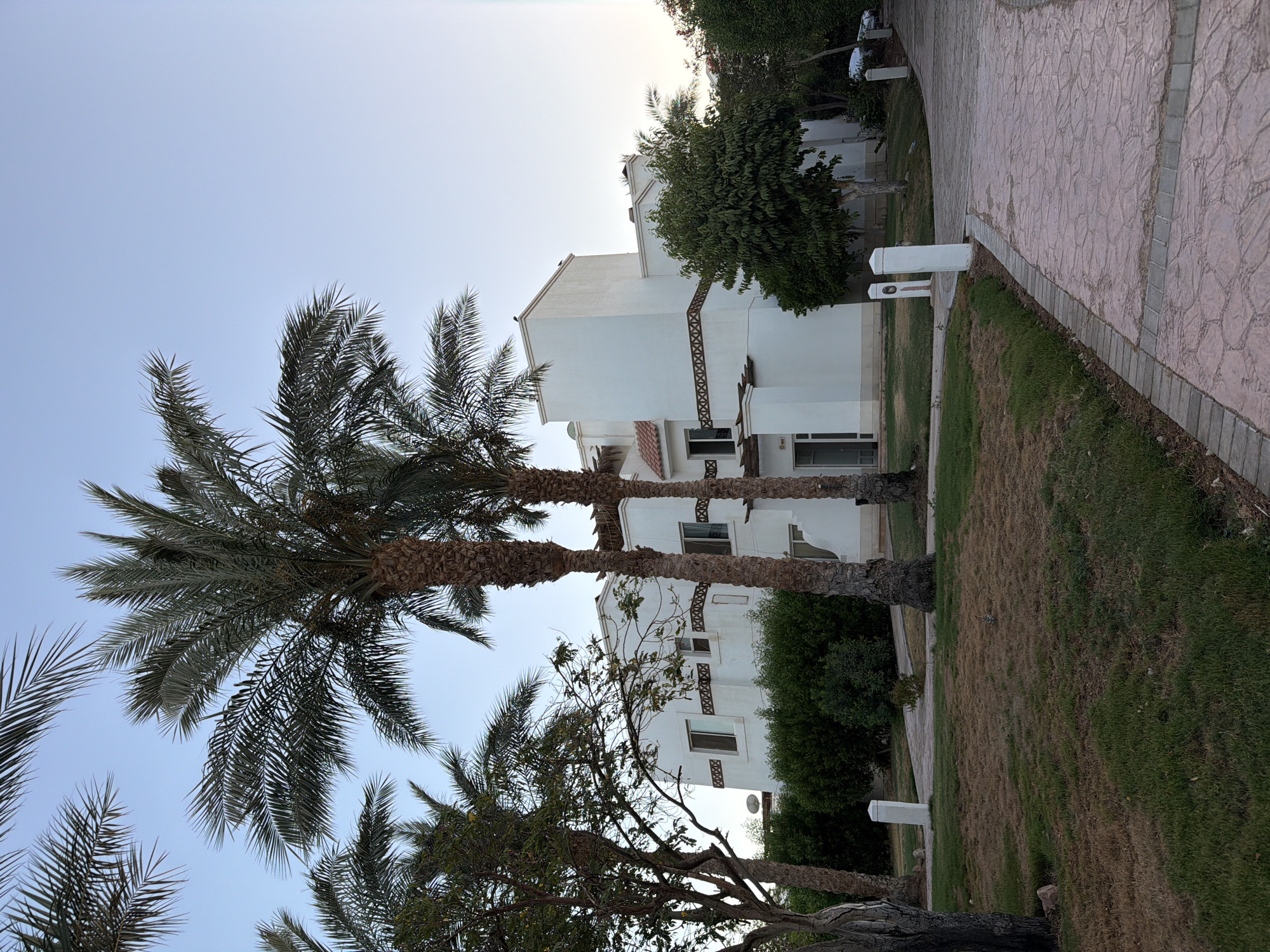 Lazy afternoon at a Sharm El Sheikh resort with a Chihuahua in tow