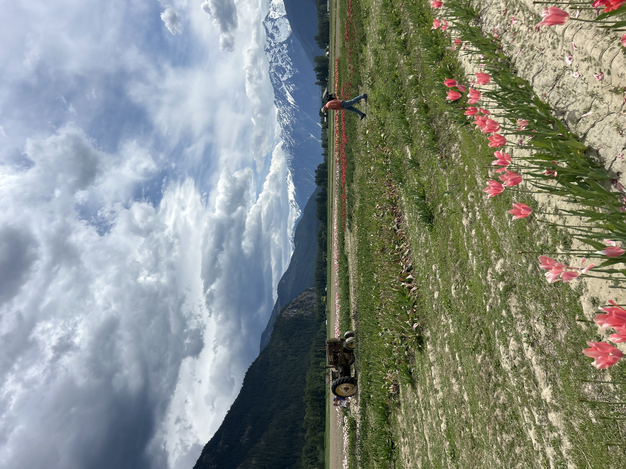 Person rests in Pemberton Valley tulip field amid mountain backdrop