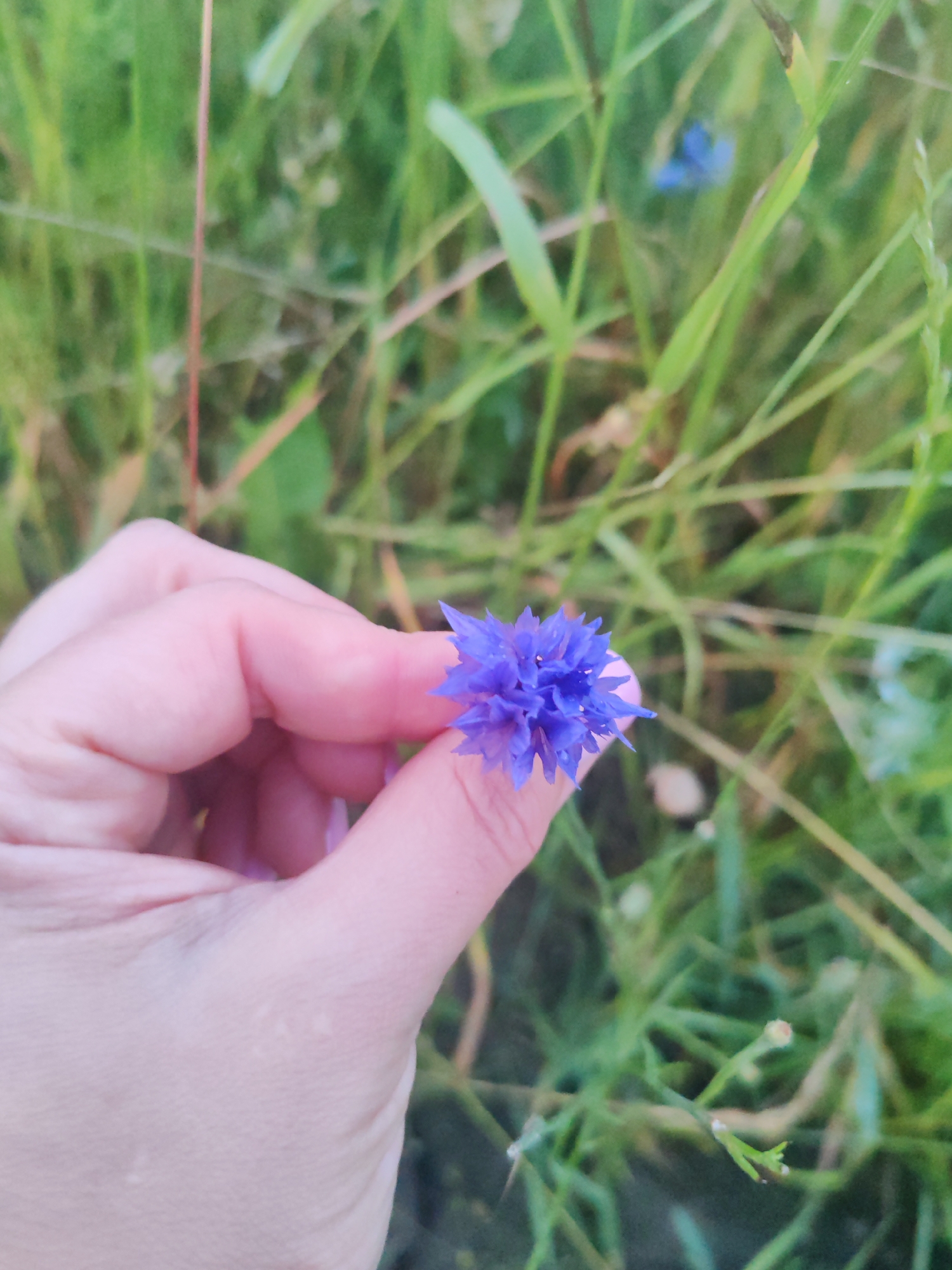 Wildflowers and dusk light along Shushary's residential streets