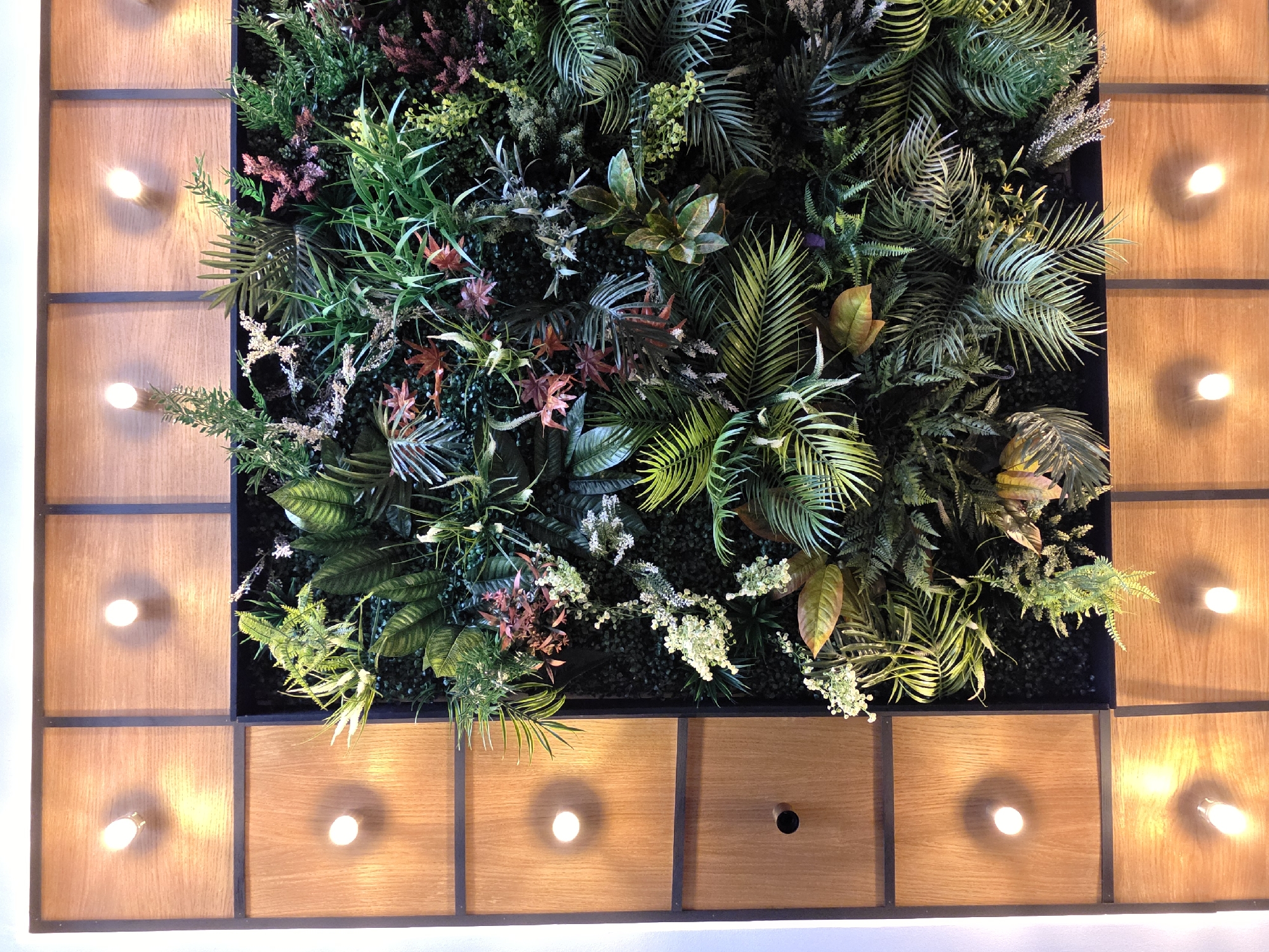 Illuminated botanical display documented in Varna, Bulgaria