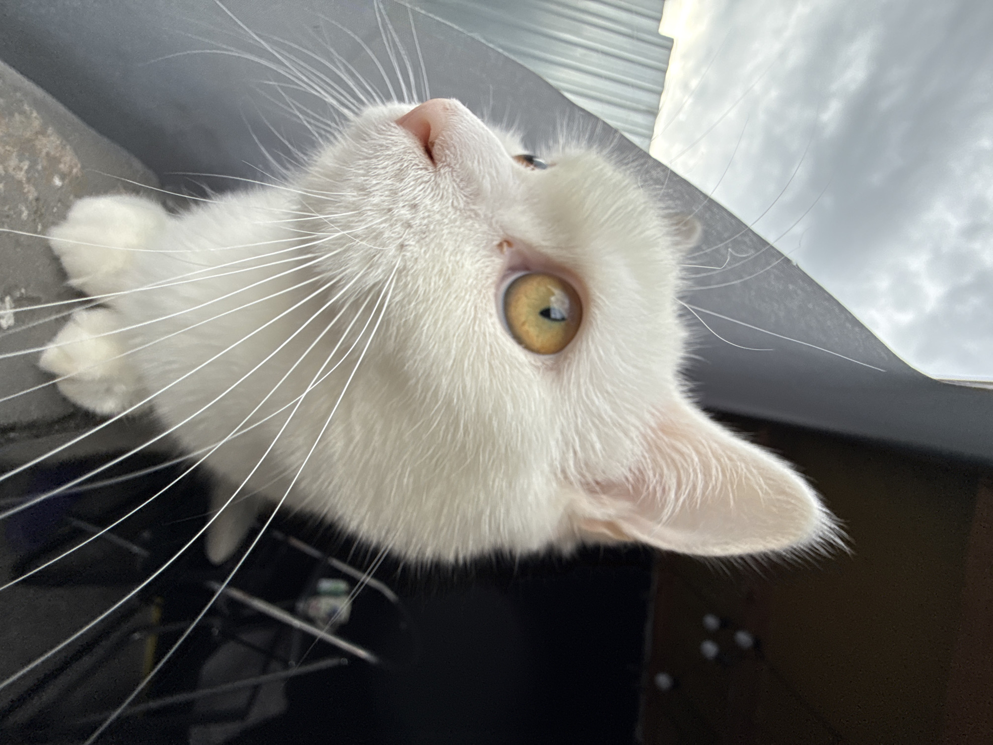 White cat with amber eyes, various angles, cone collar included
