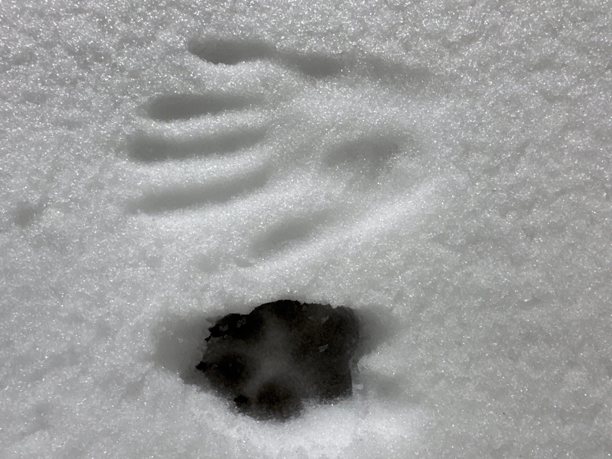 Evening snow scene documented in Russian village with tracks, dog