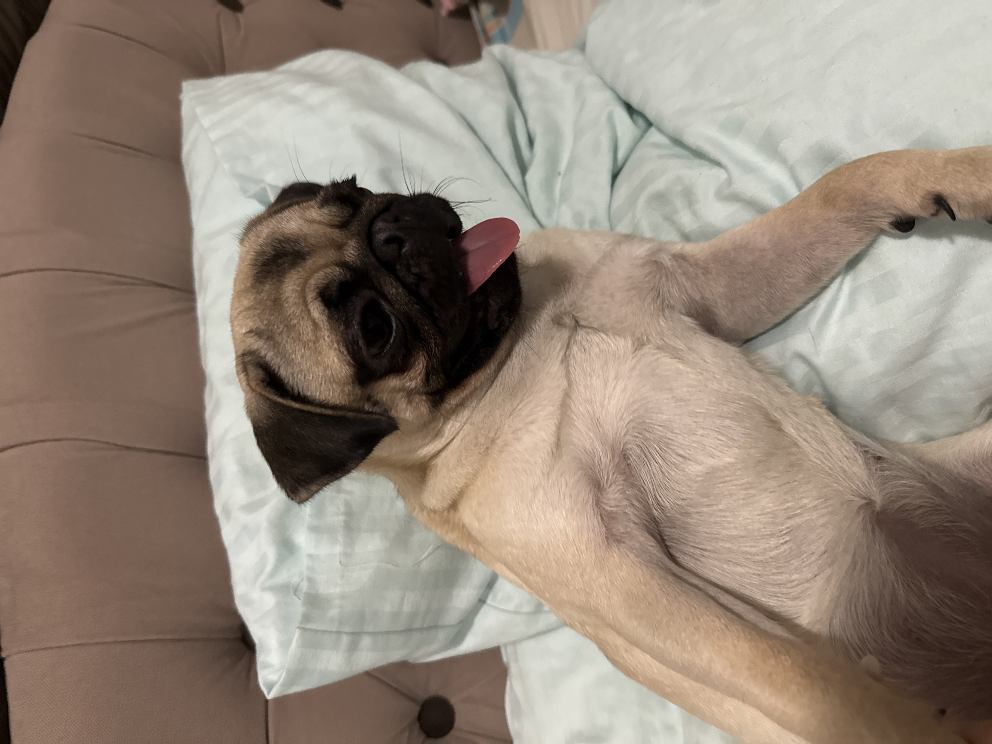 Pug on a blue duvet, tongue out, living its best life