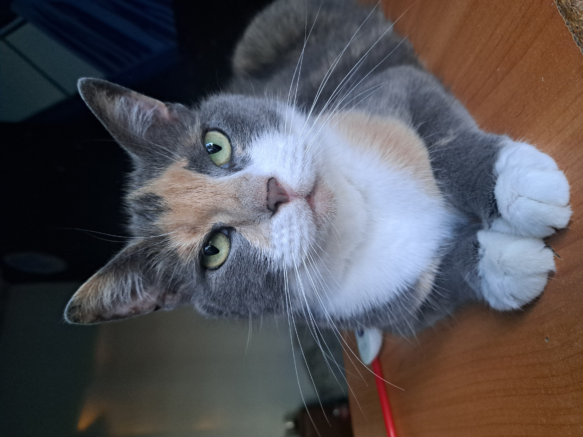 Cats and their person chilling in a Riga home office