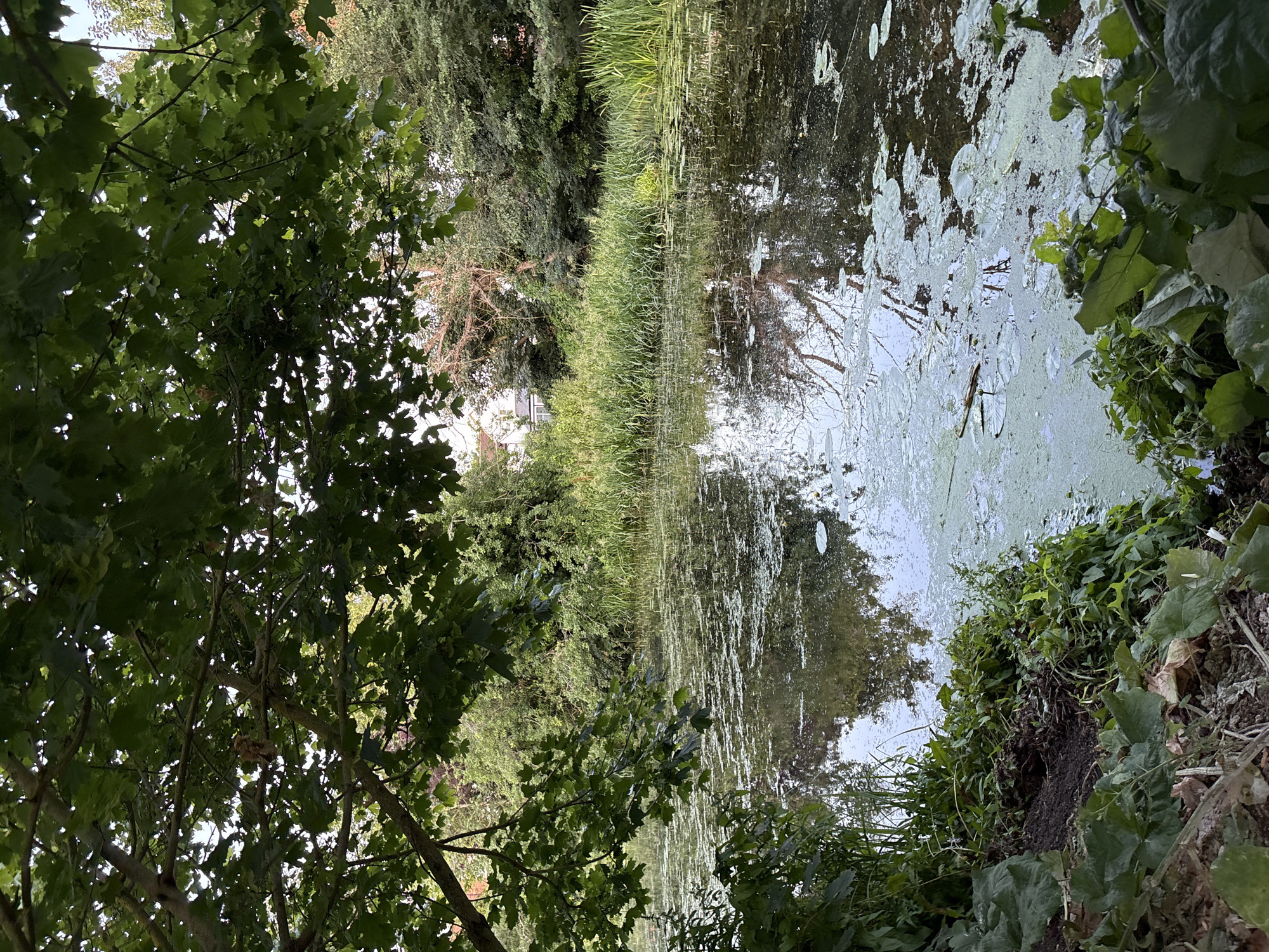 Summer evening along Chelmsford's River Chelmer and towpath