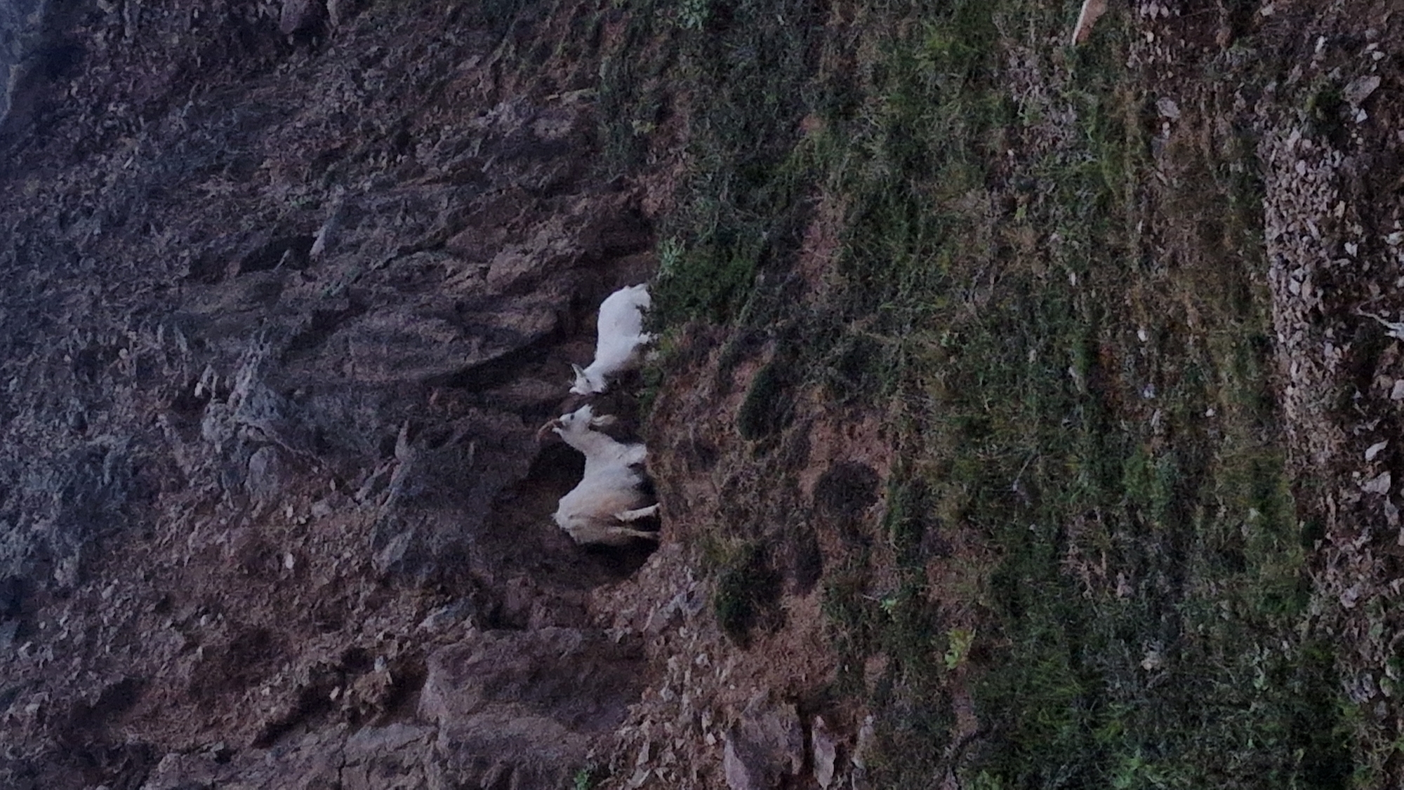 White goats spotted on rocky hillside near Llandudno Junction